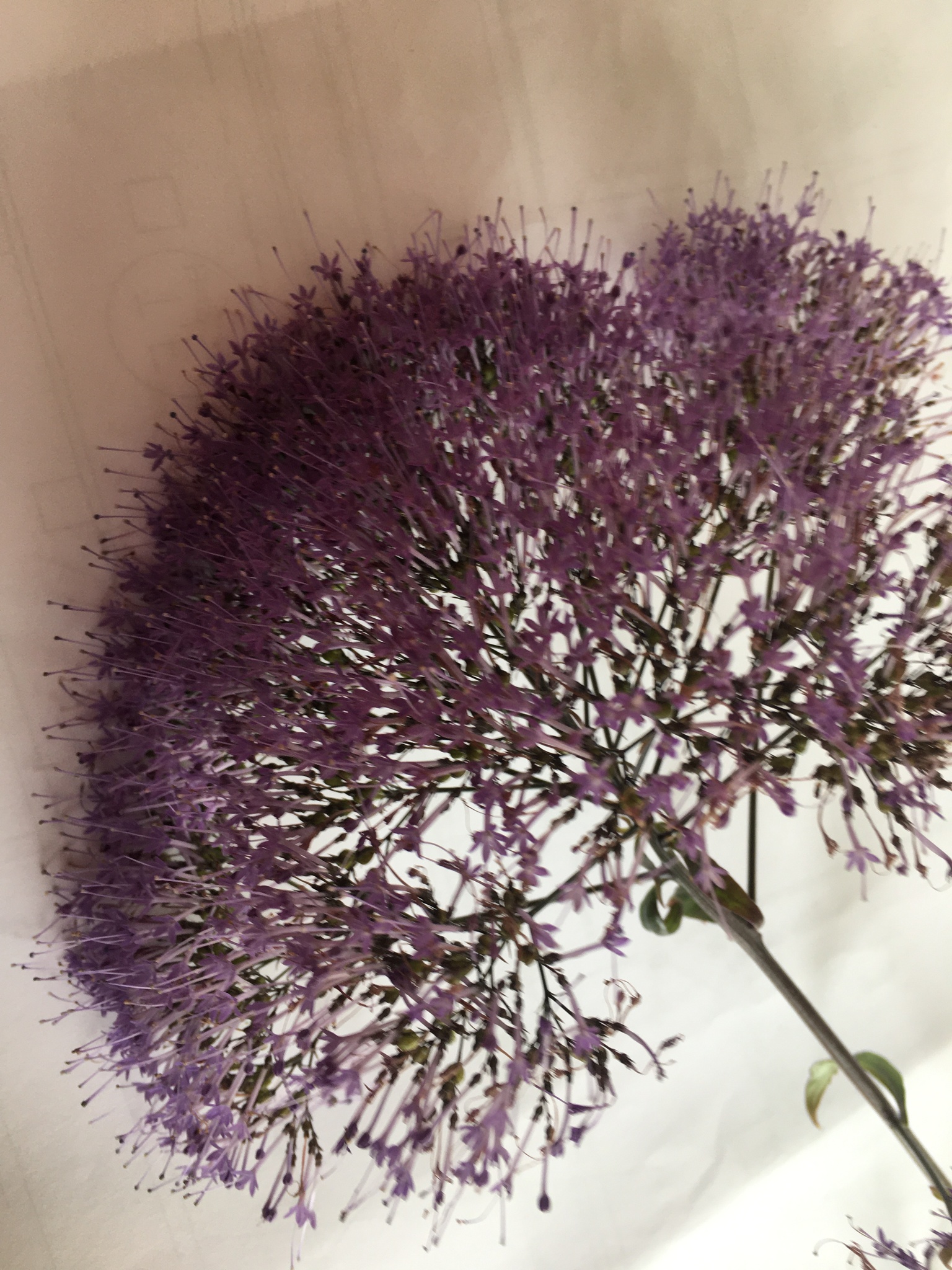 Photo of Throatwort (2/12)