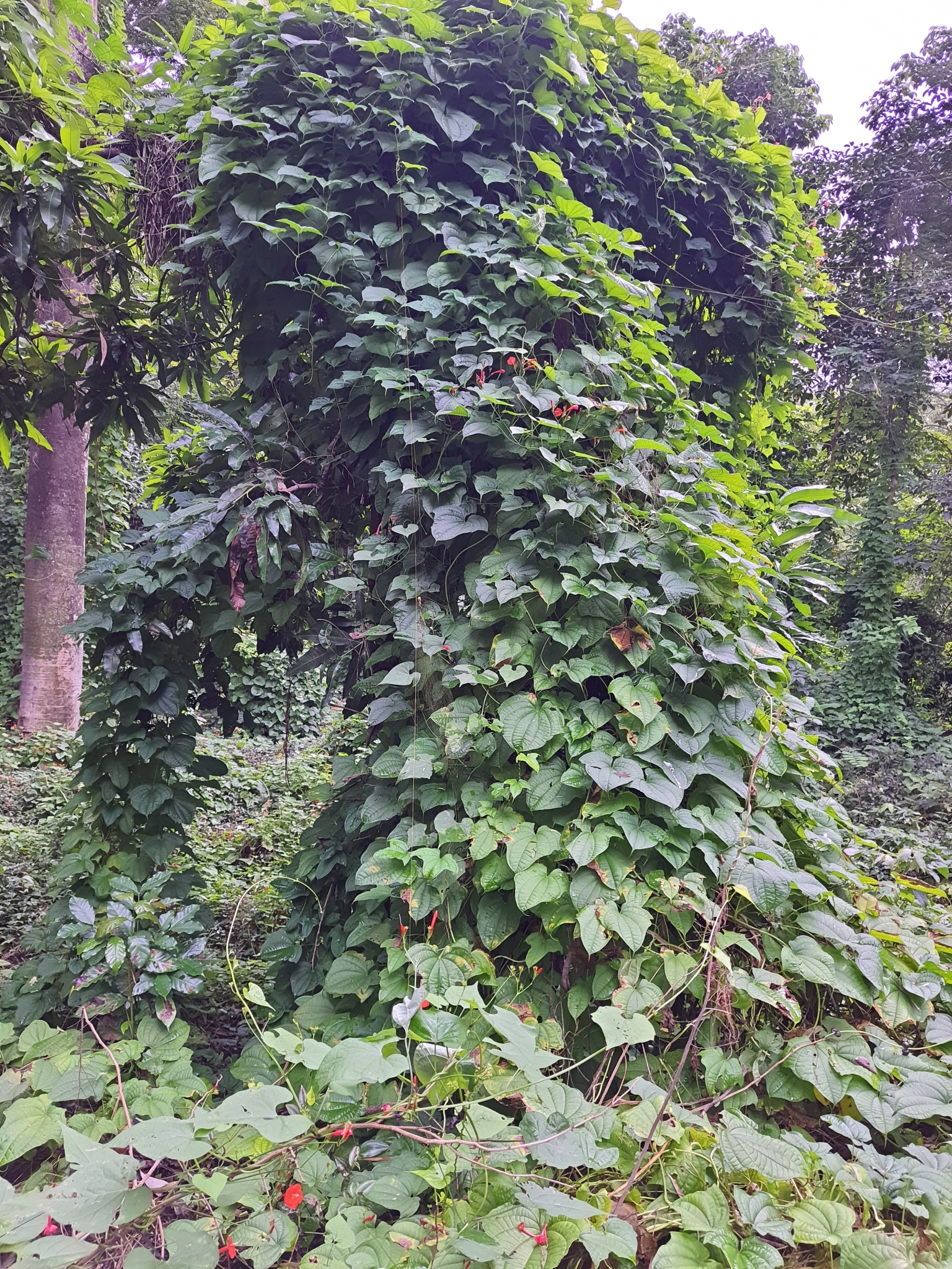 Photo of scarlet creeper (8/11)