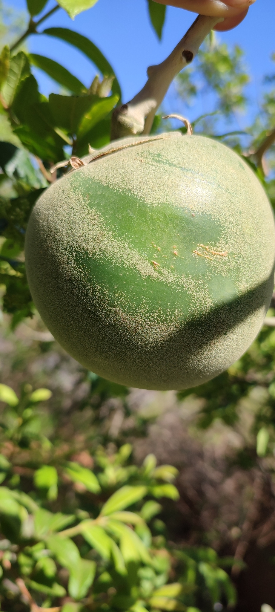 Photo of wolf-apple (3/8)