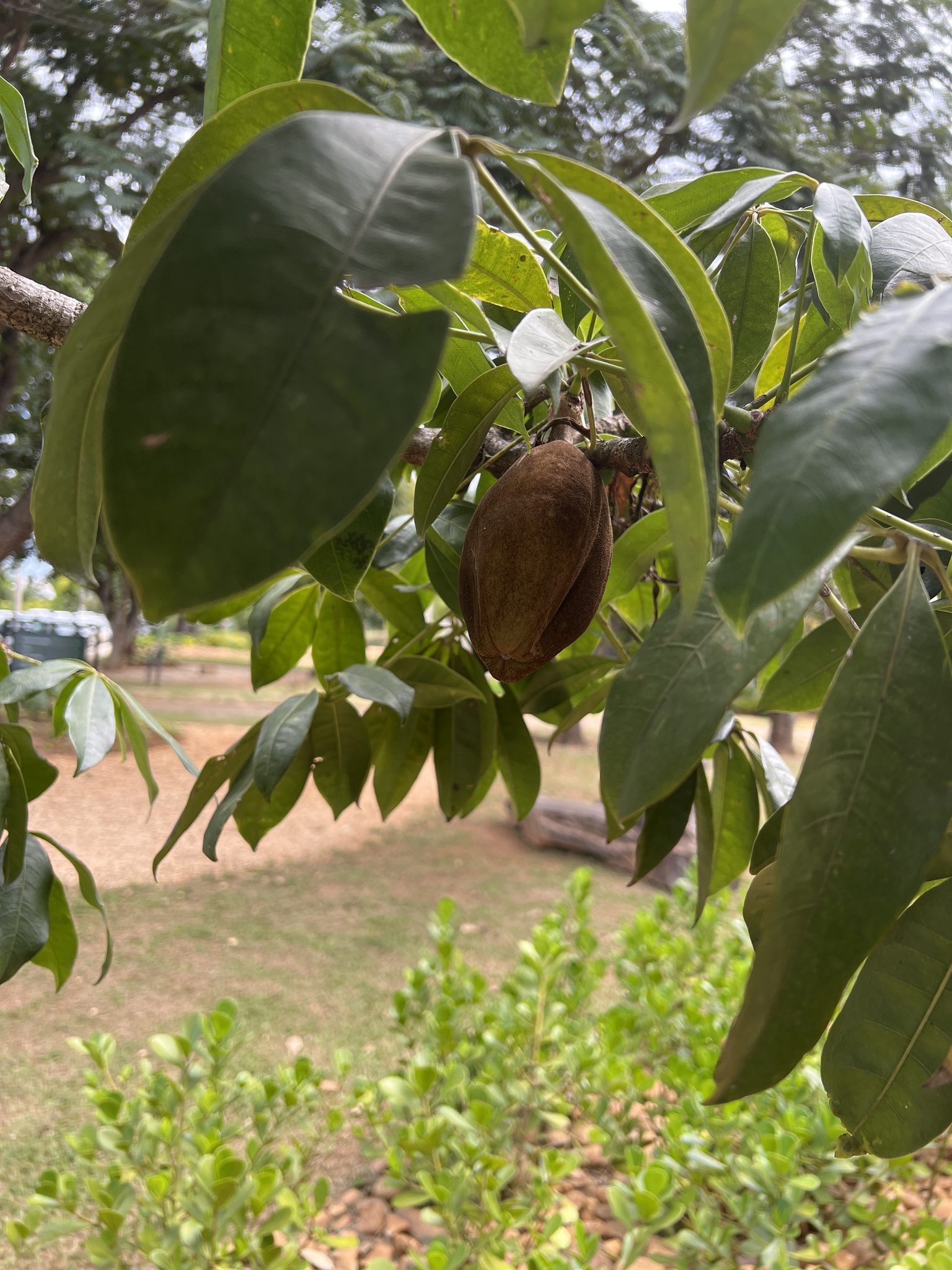 Photo of provision tree (9/12)