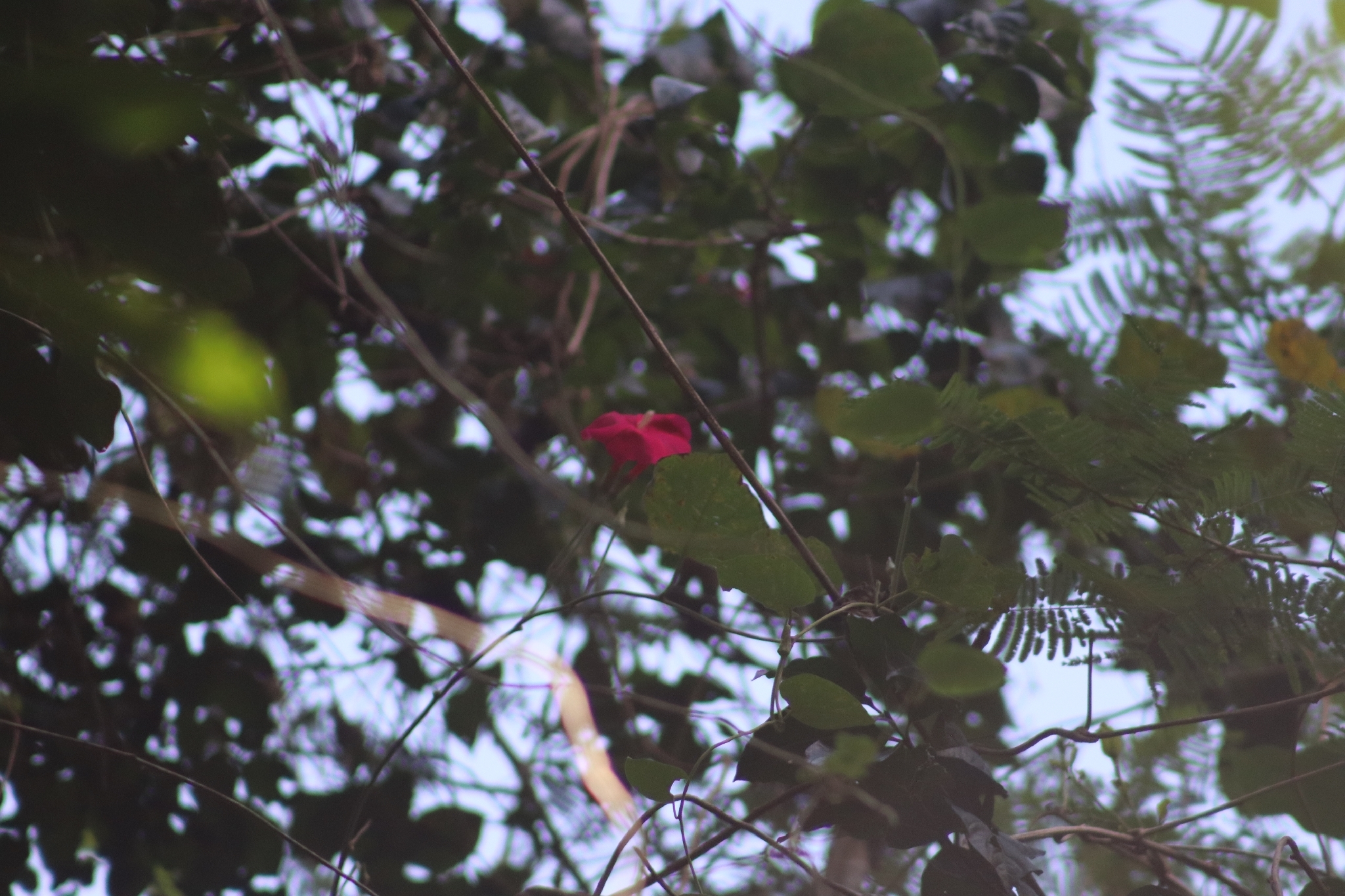 Photo of Cardinal creeper (10/12)