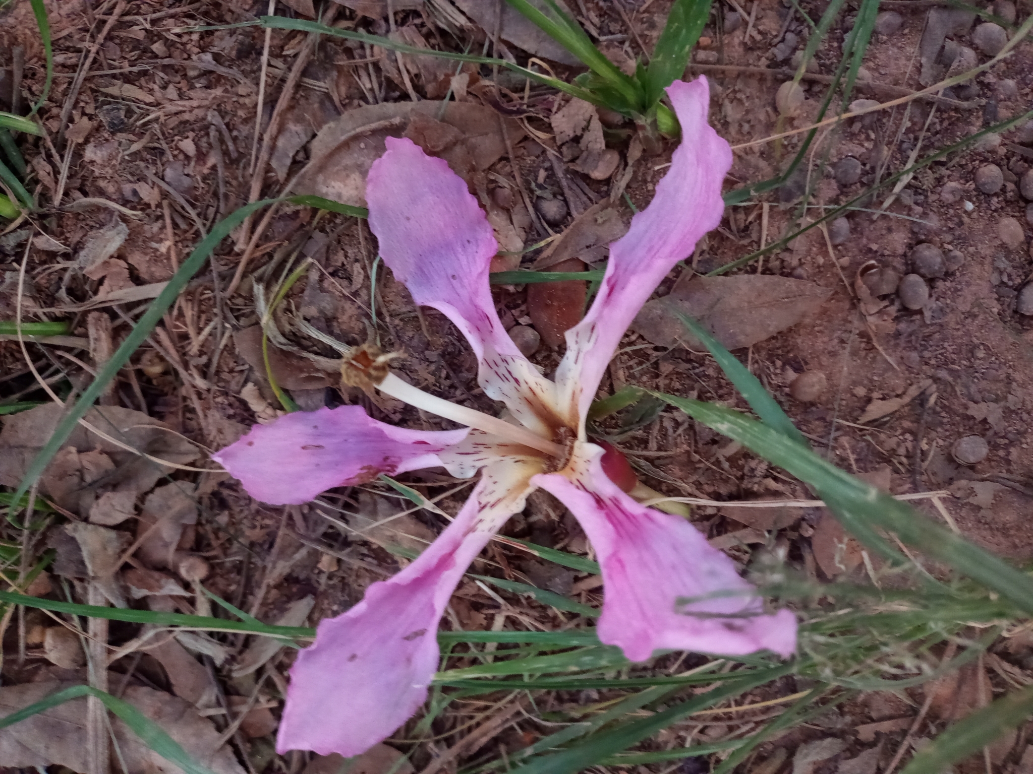 Photo of Silk floss tree (7/7)