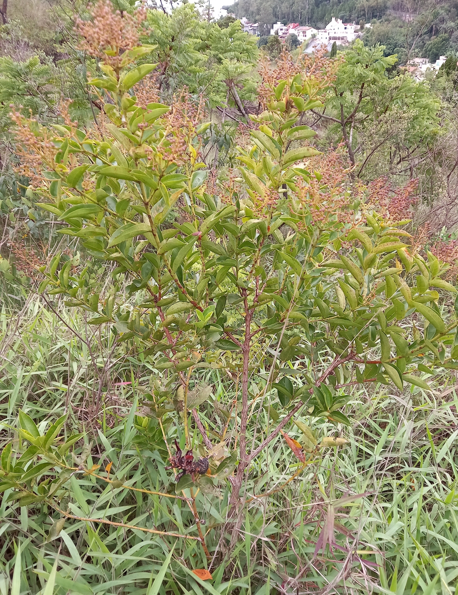 Photo of Magnoliopsida (1/5)