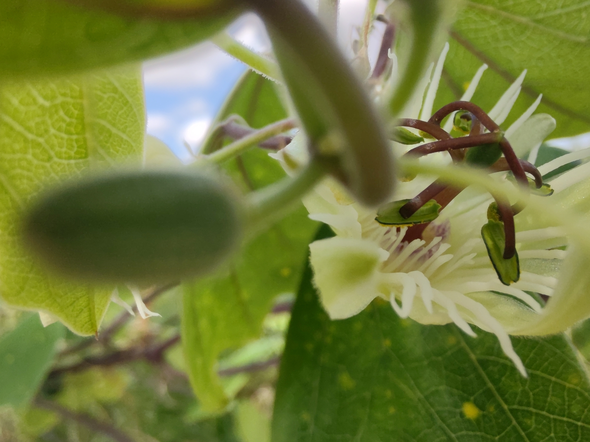 Photo of Passiflora pohlii (4/12)