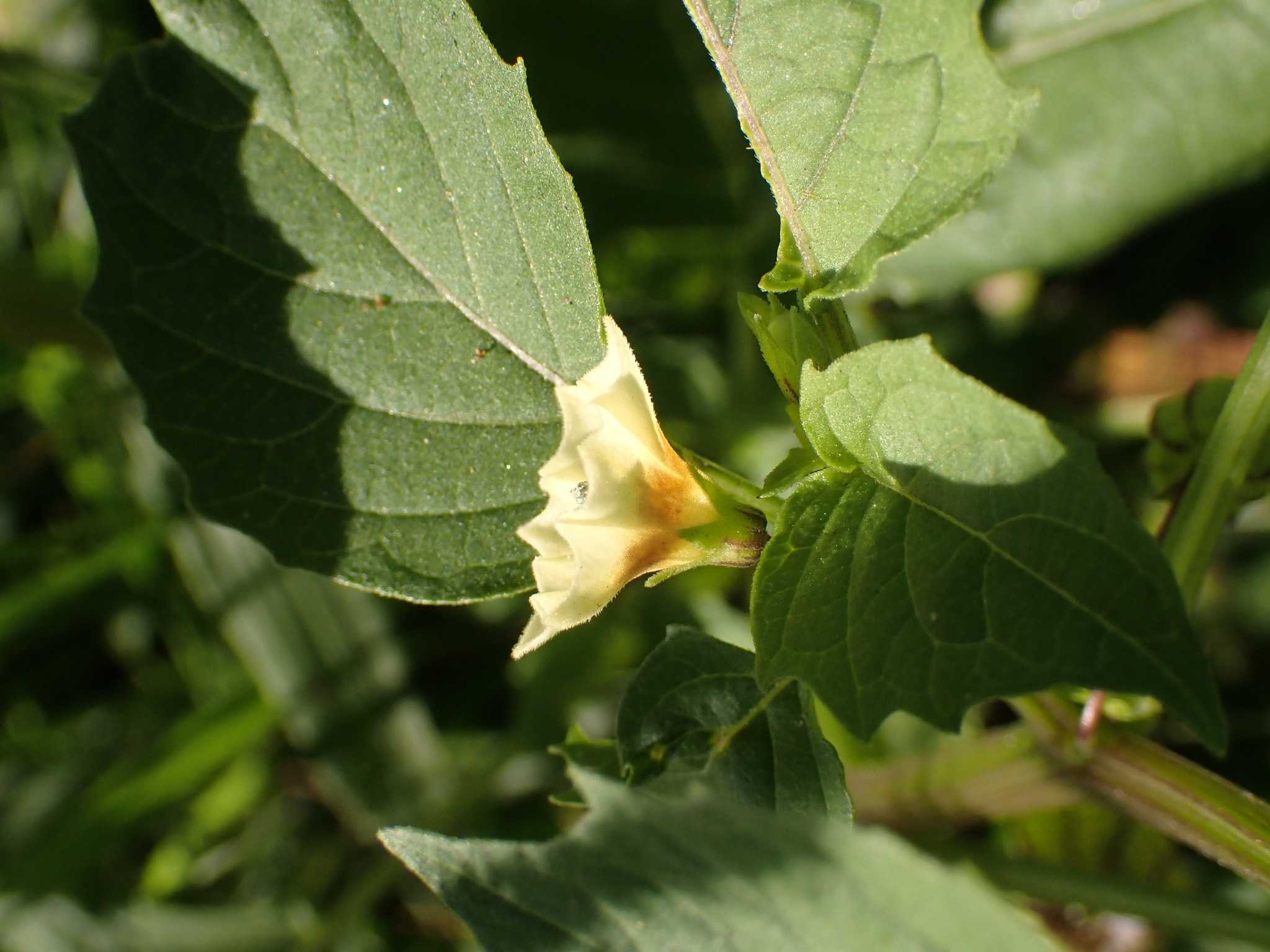 Photo of cutleaf groundcherry (5/7)