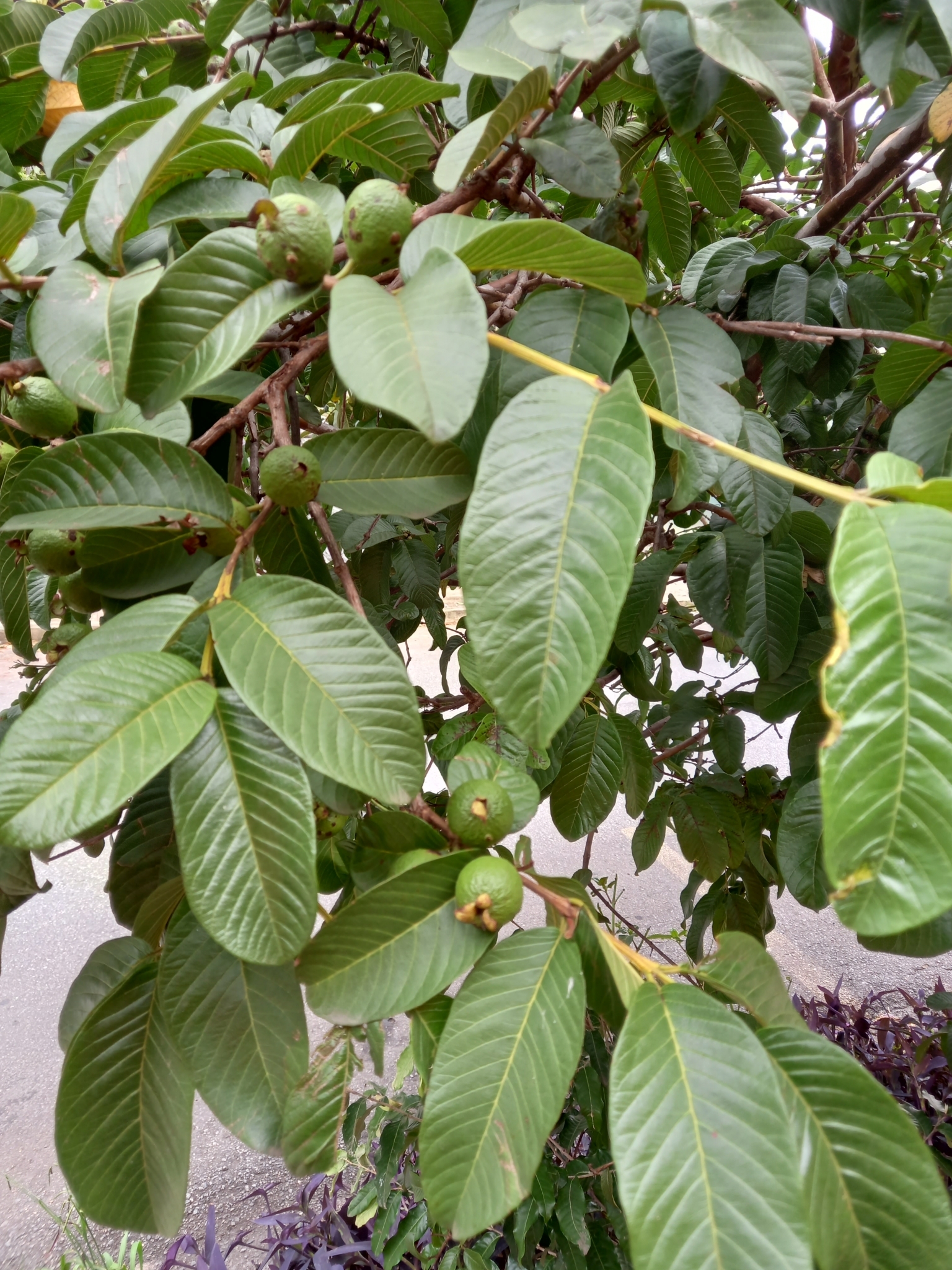 Photo of Common guava (6/12)