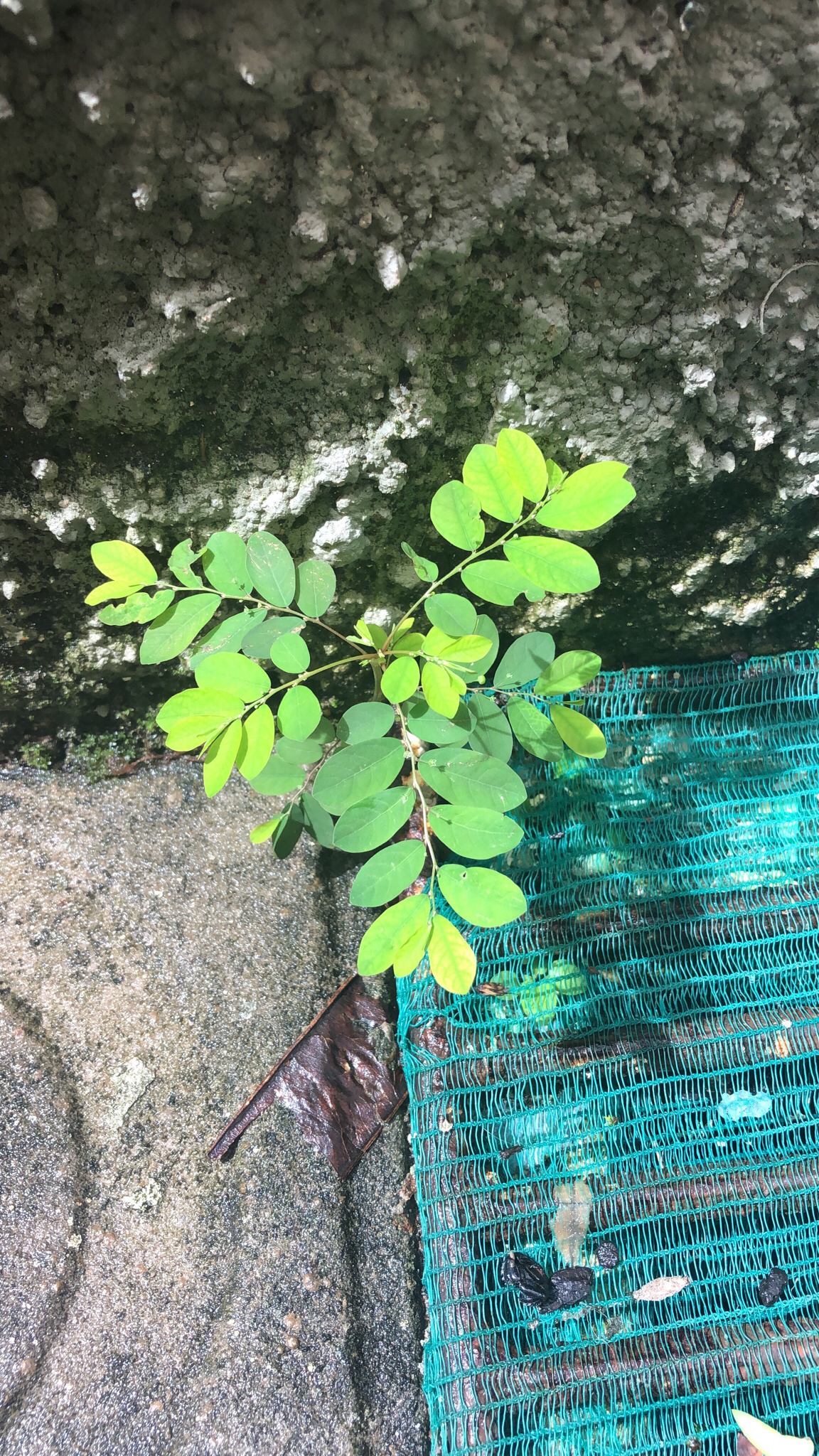 Photo of Mascarene Island leaf-flower (8/8)