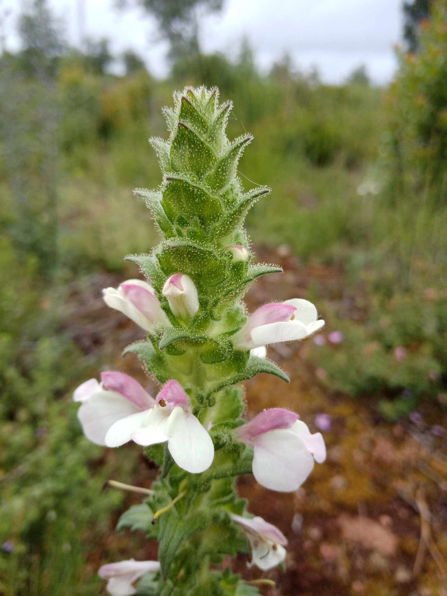 Photo of Mediterranean lineseed (7/10)