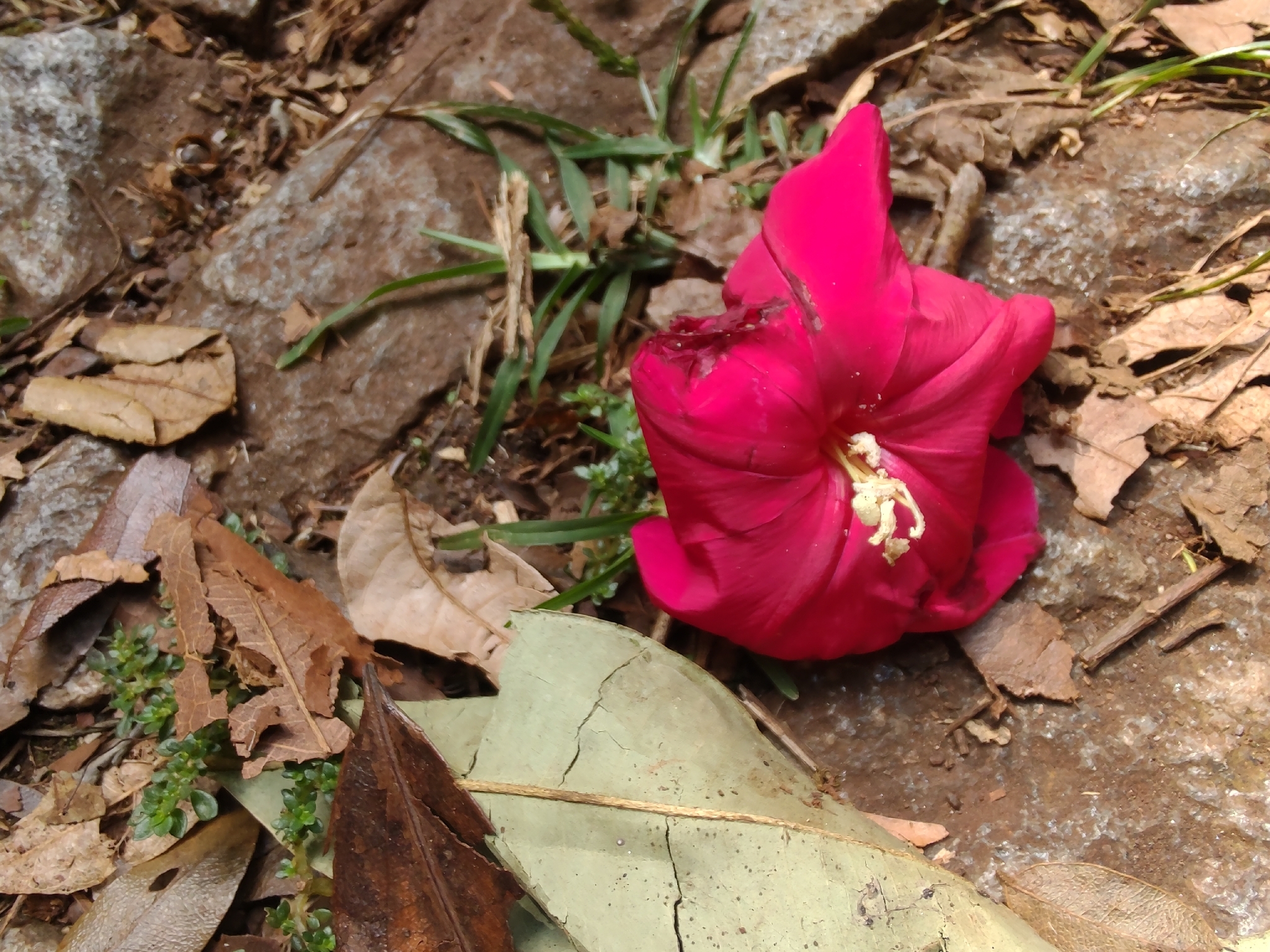 Photo of Cardinal creeper (5/12)