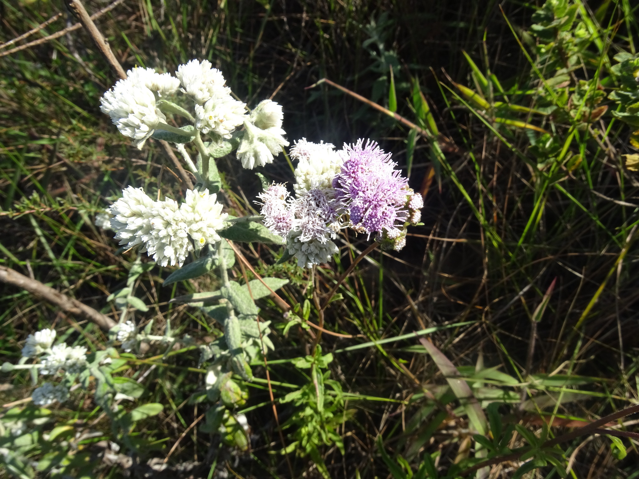Photo of Ageratum fastigiatum (1/12)