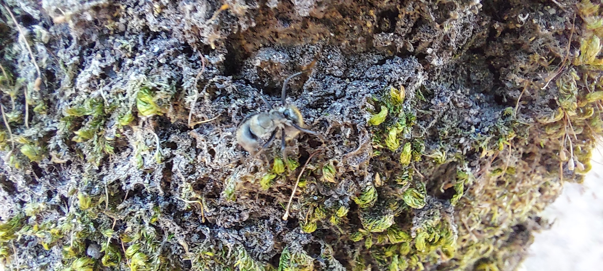 Photo of Bryopsida (6/7)