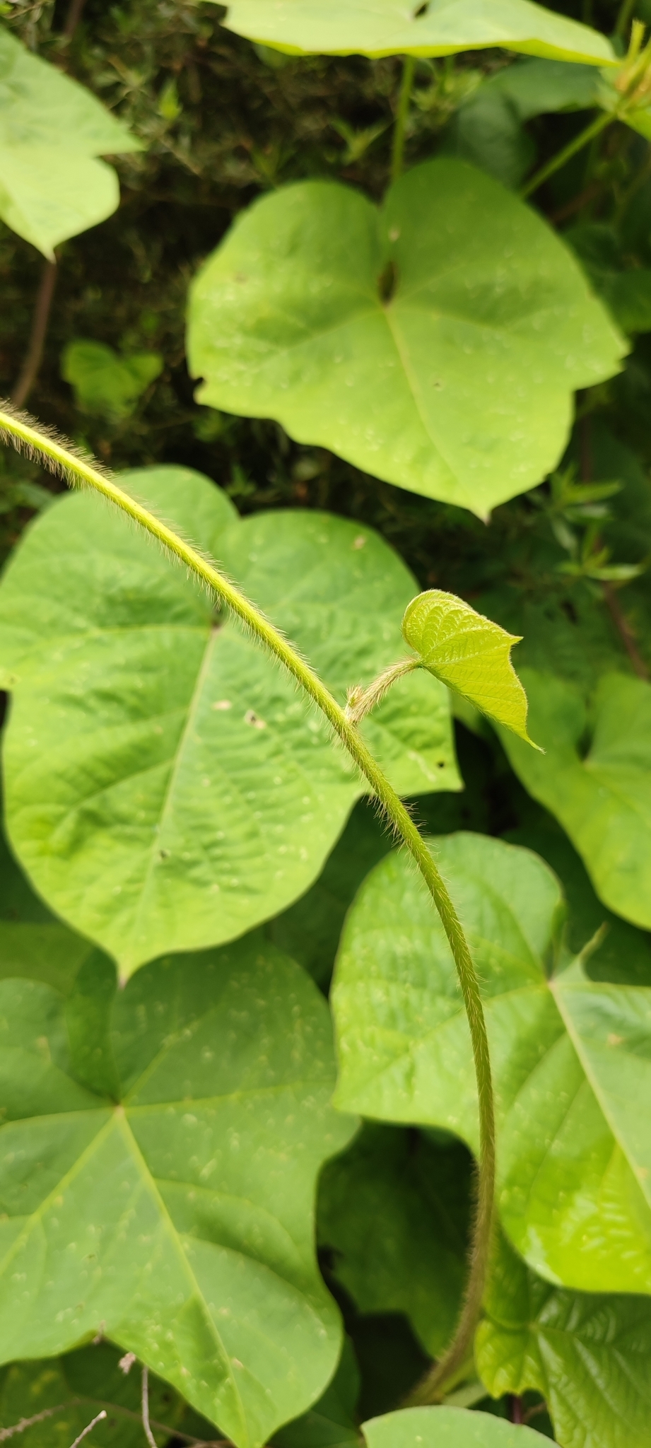 Photo of Japanese morning glory (10/12)