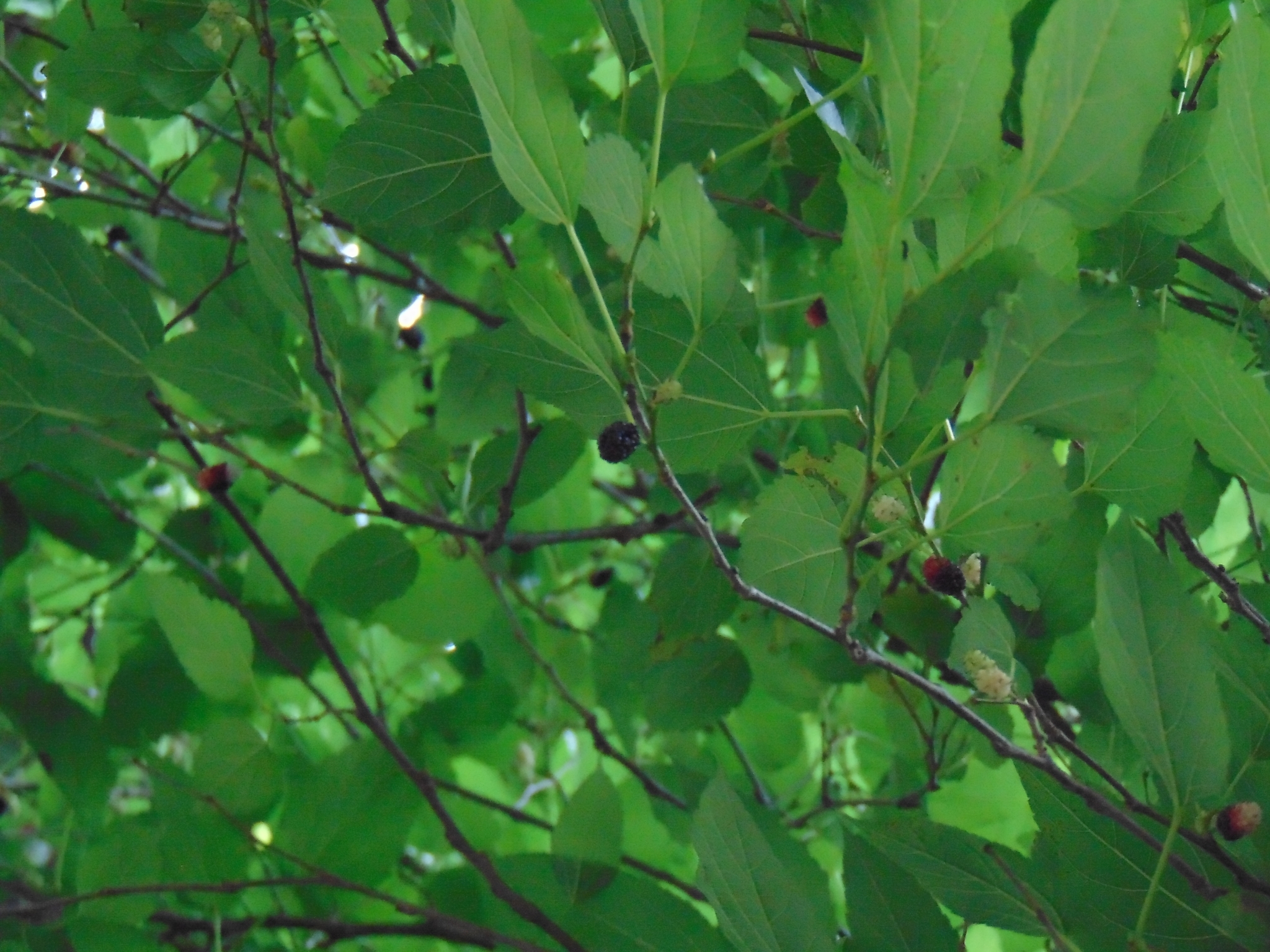 Photo of white mulberry (3/6)