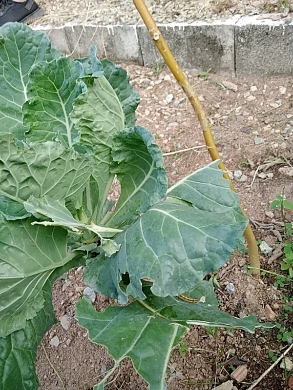 Photo of cabbage, broccoli, and allies (1/8)