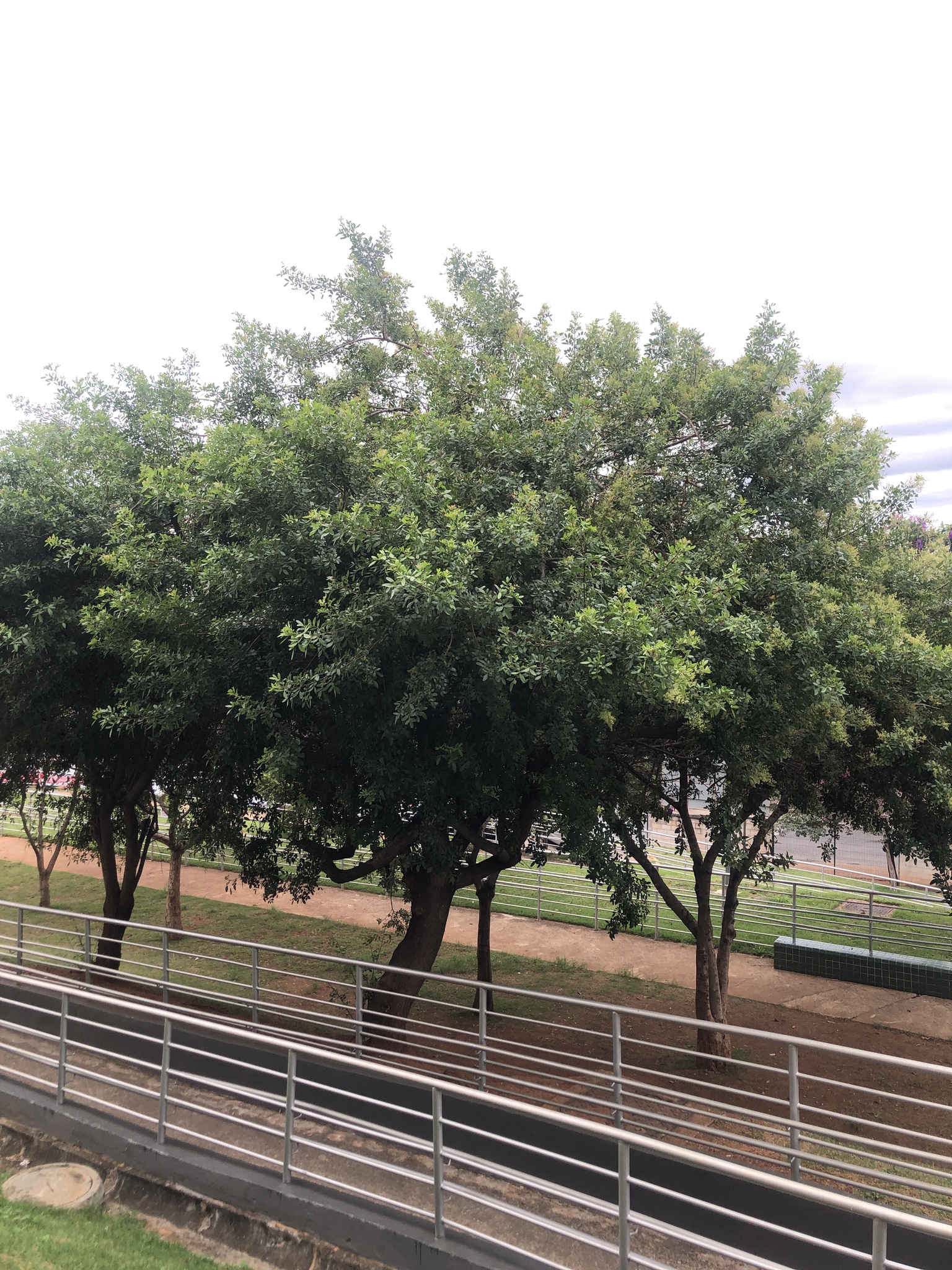 Photo of Brazilian pepper (2/12)