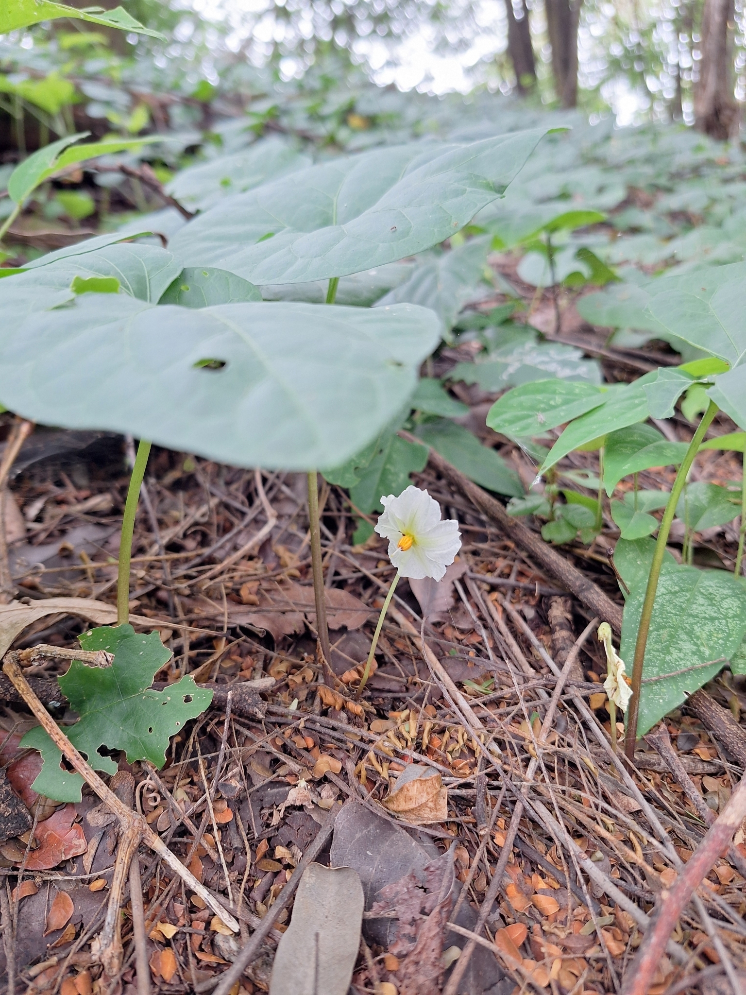 Photo of gingerleaf (3/9)