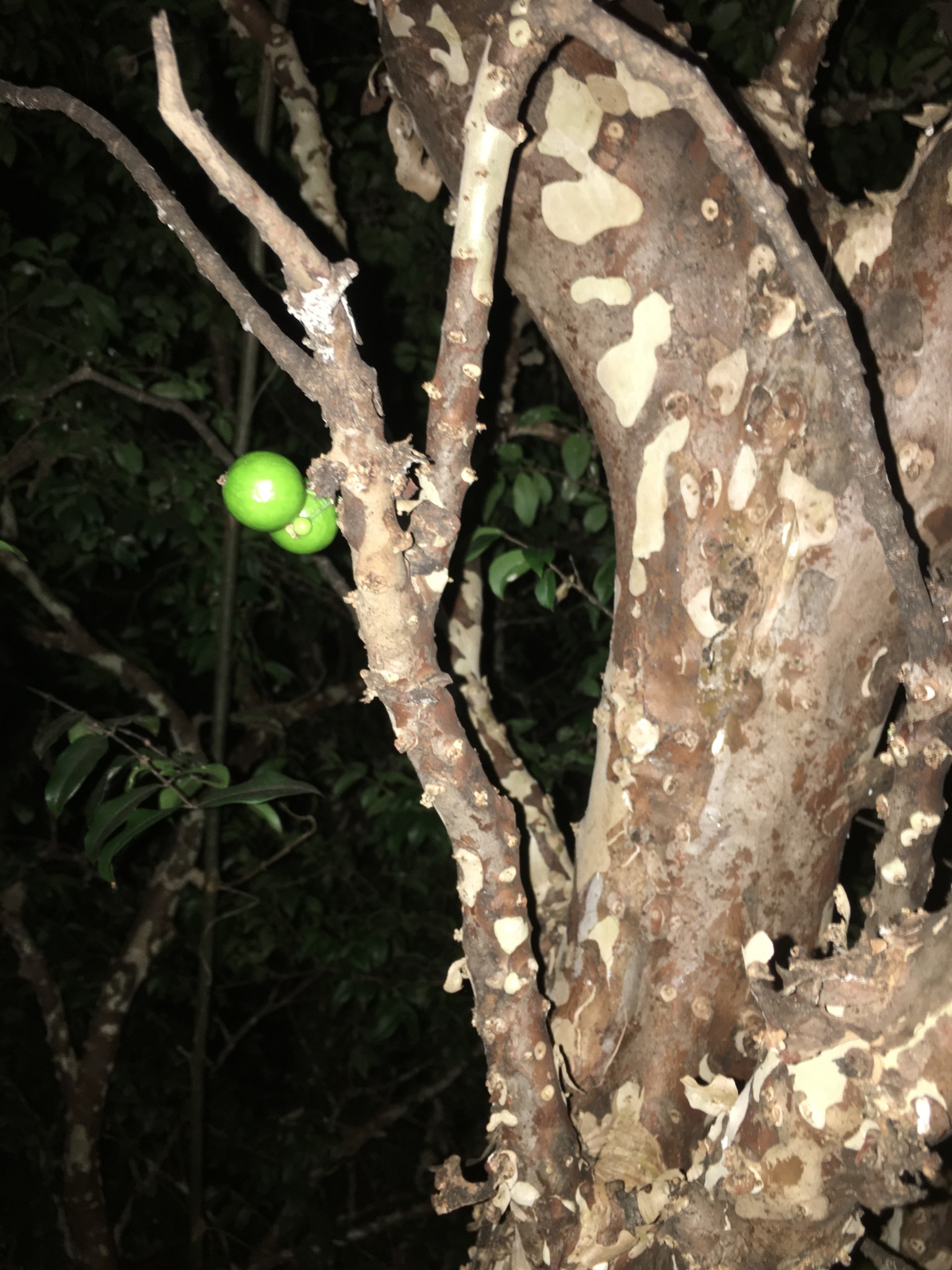 Photo of Jaboticaba (9/10)