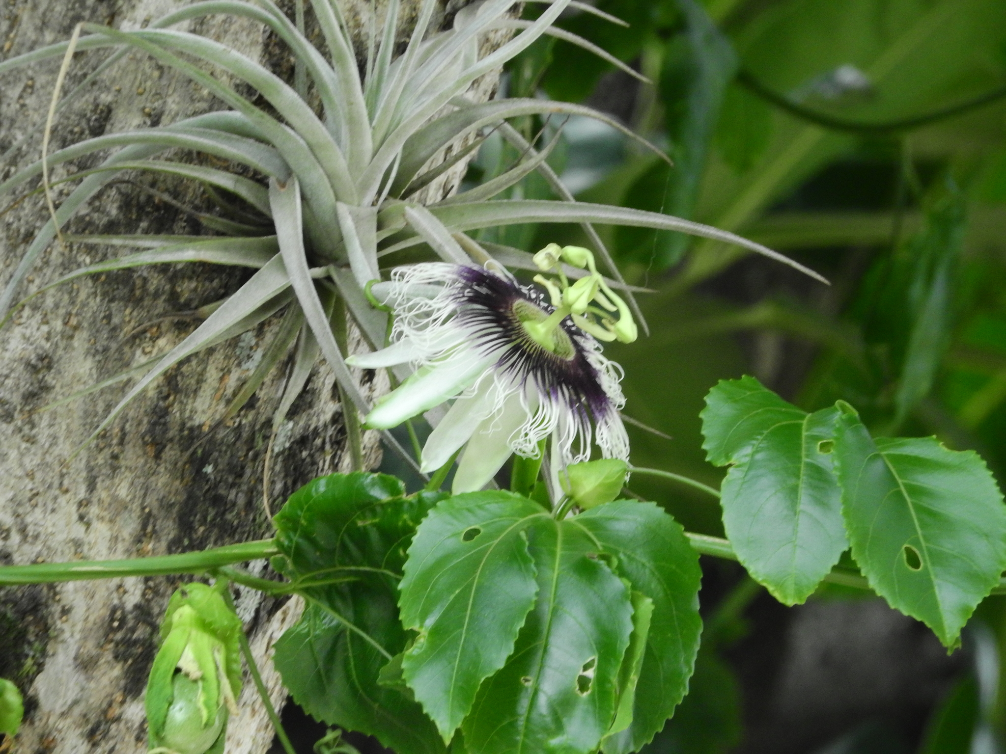 Photo of Yellow passionfruit (2/6)
