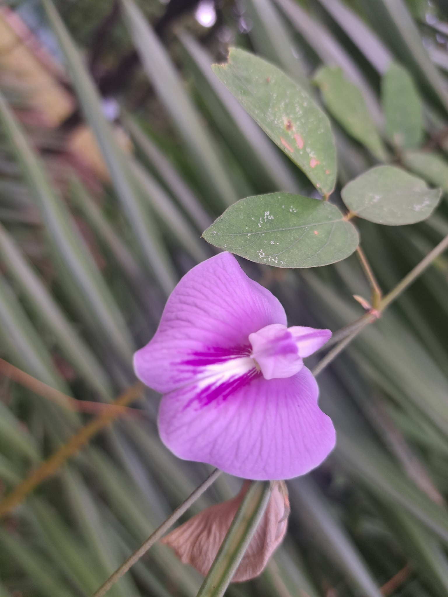 Photo of butterfly pea (1/9)