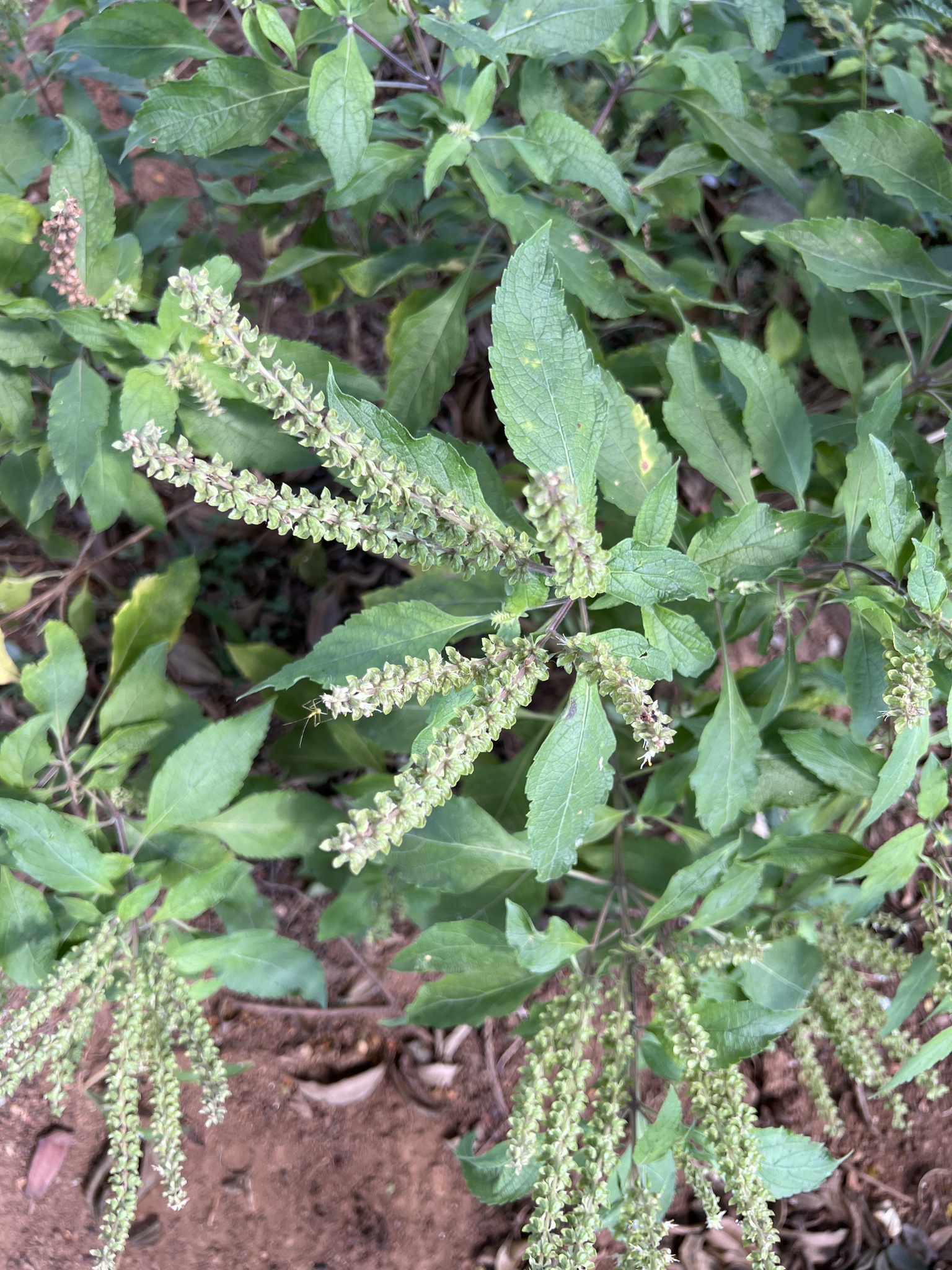 Photo of African Basil (5/6)