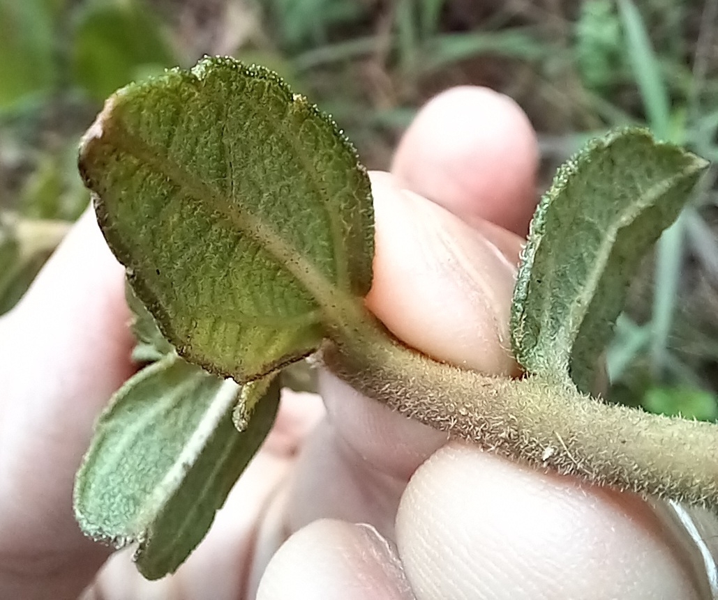 Photo of Aldama robusta (1/12)
