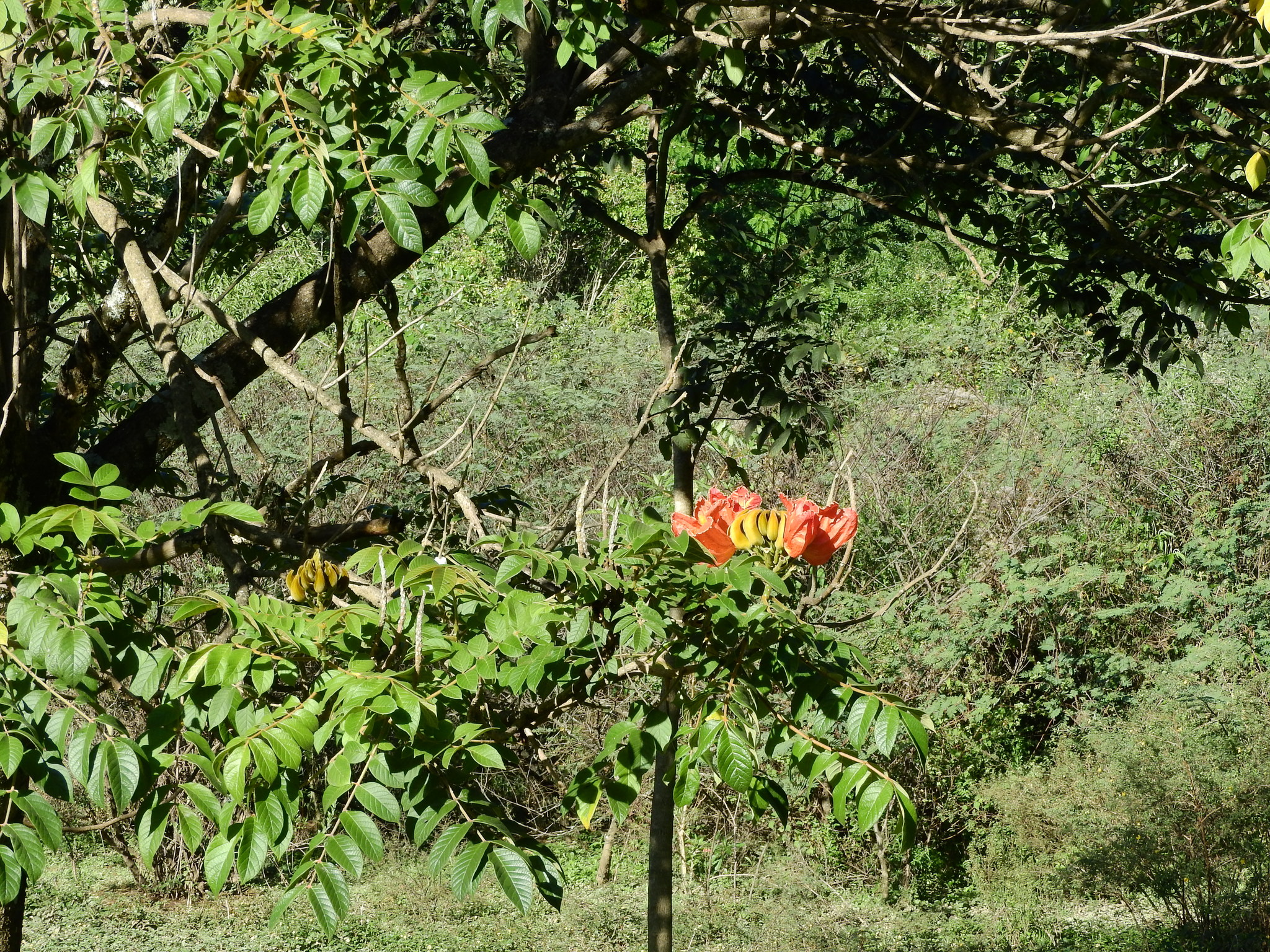 Photo of African tulip tree (10/12)