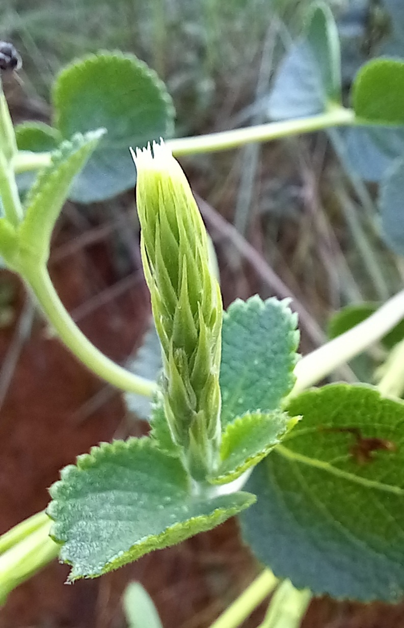 Photo of Stachytarpheta (5/6)
