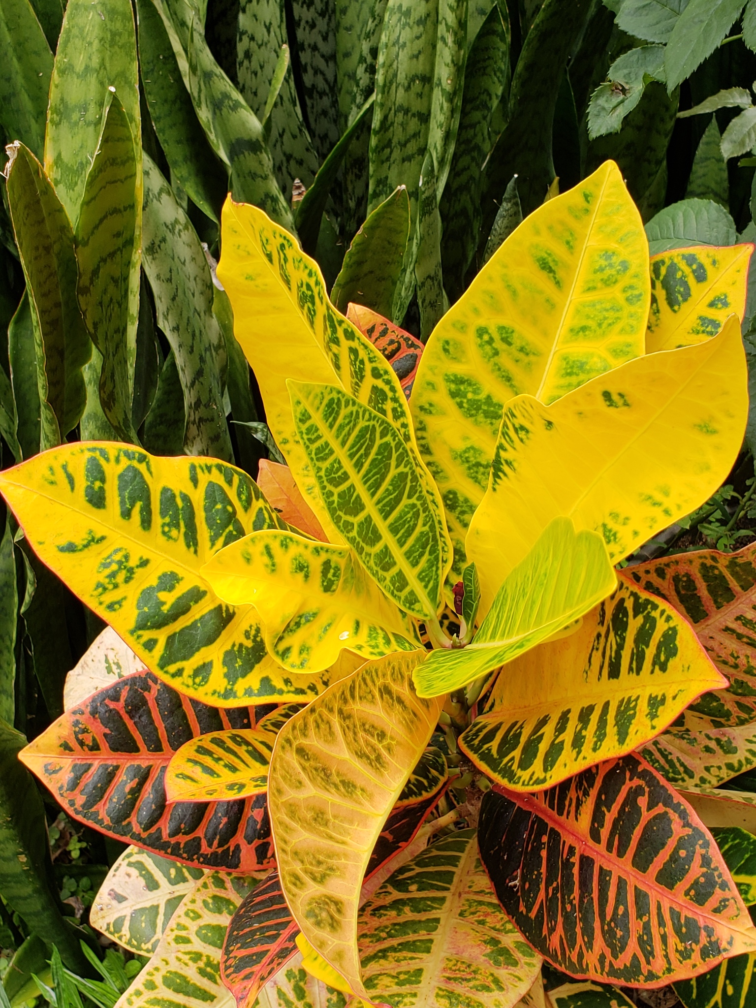 Photo of Variegated Croton (5/10)