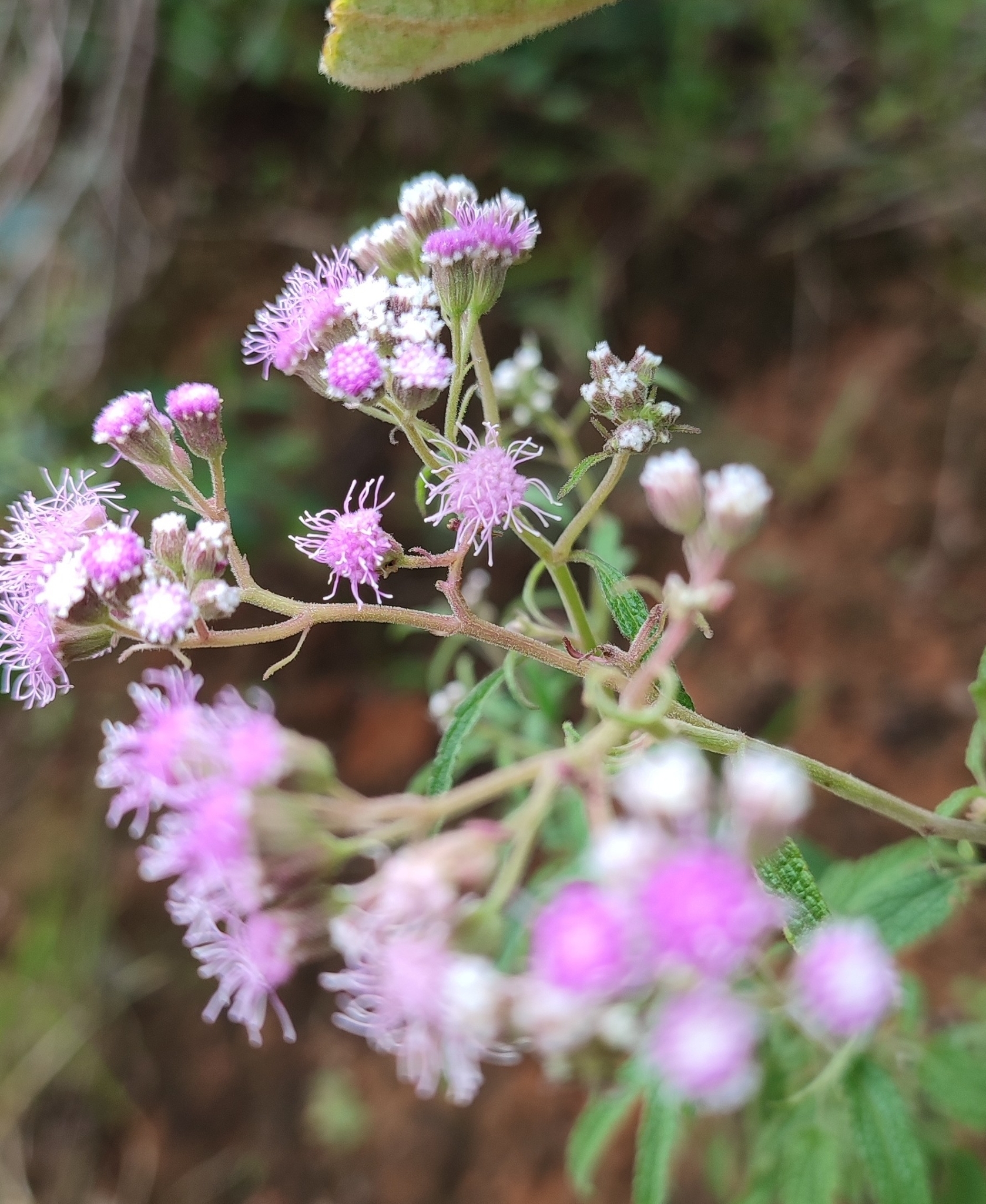 Photo of Ageratum fastigiatum (3/12)
