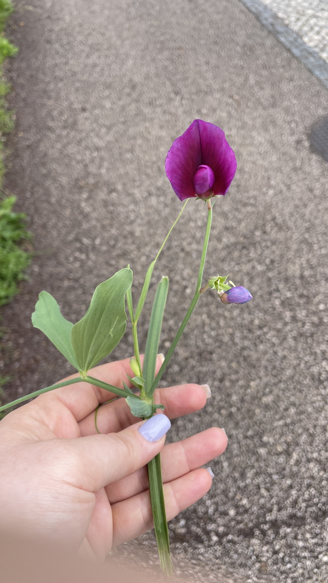 Photo of Tangier Pea (2/12)