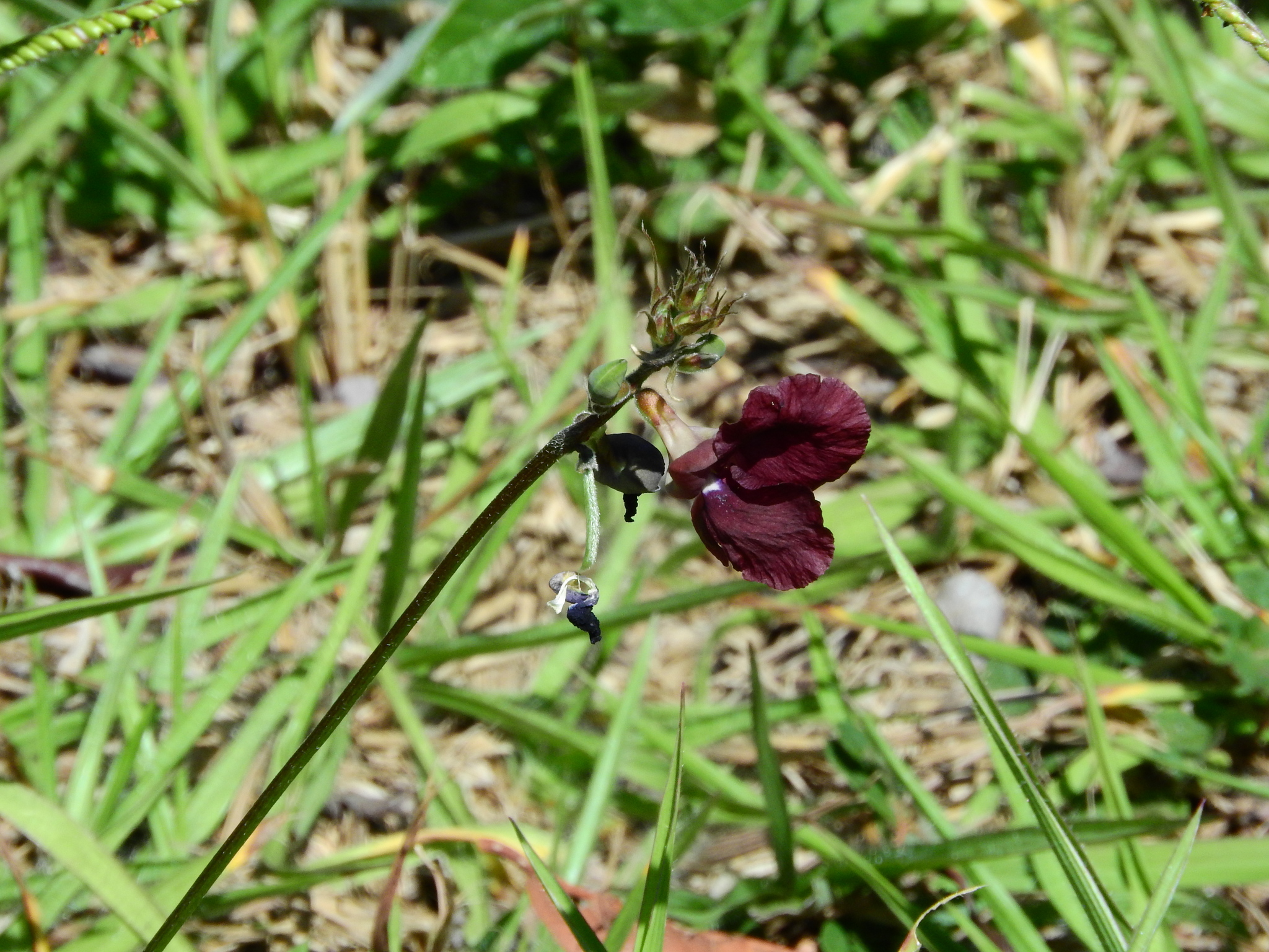 Photo of Macroptilium lathyroides