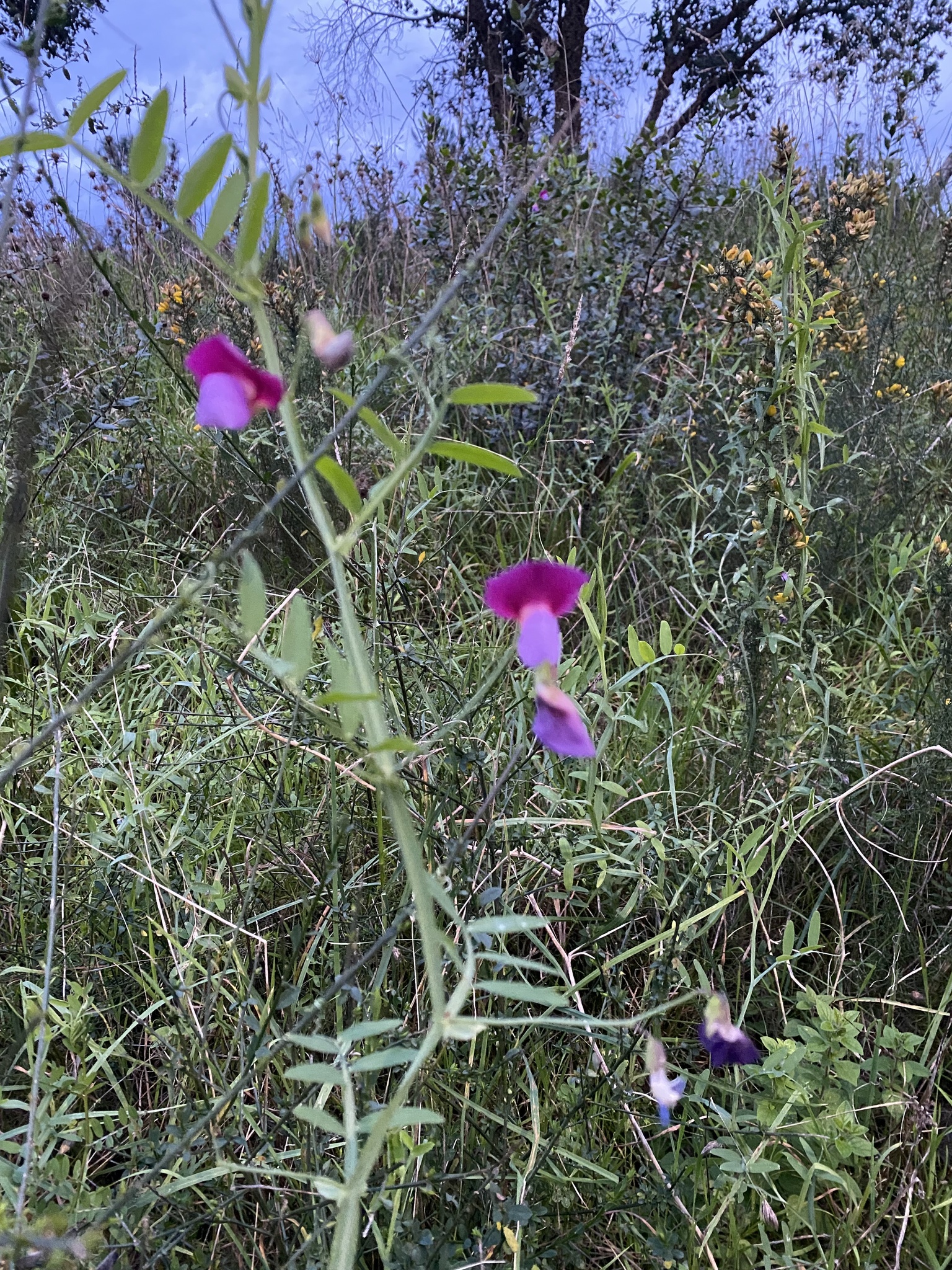 Photo of Crimson Pea (9/12)