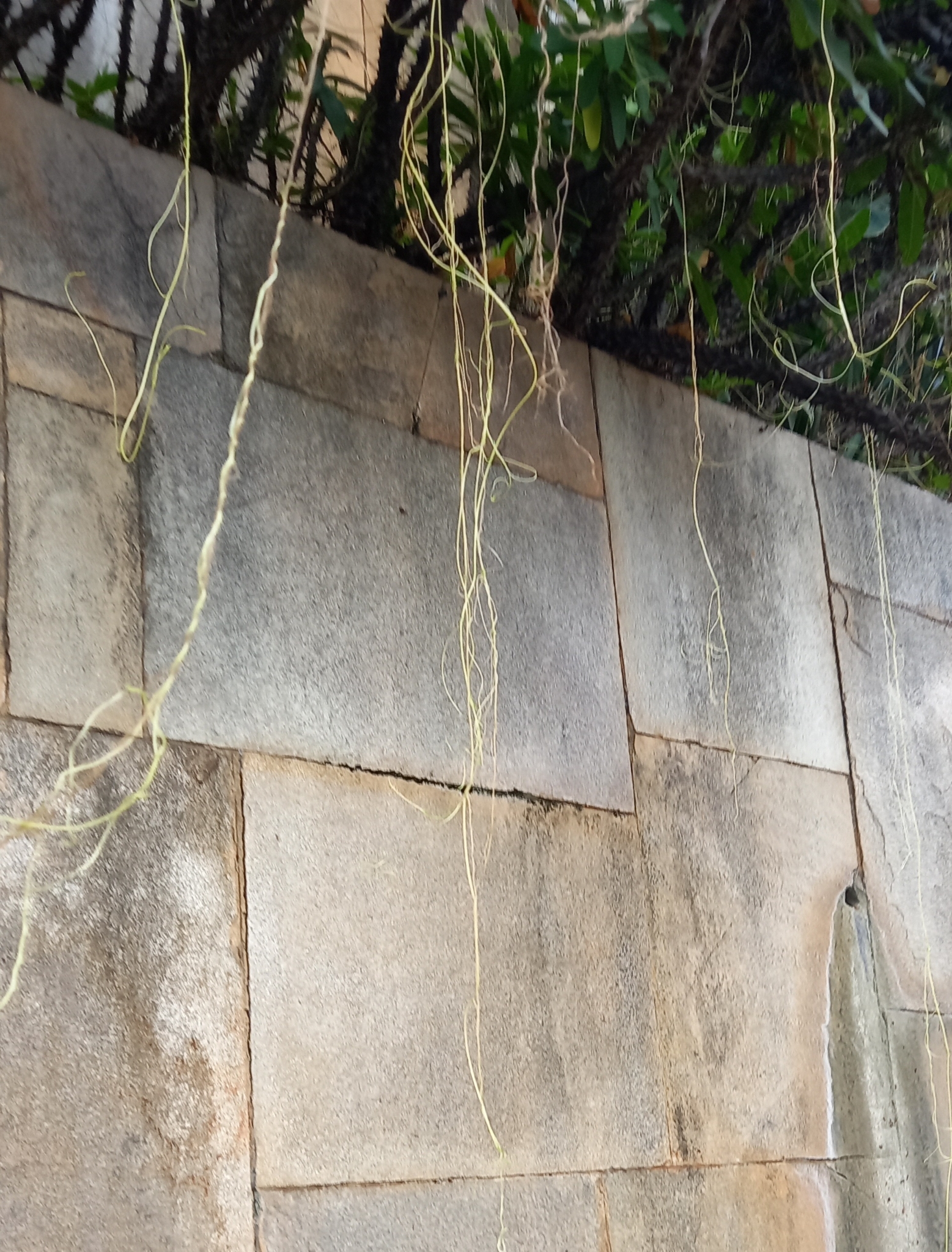 Photo of Cuscuta (3/5)
