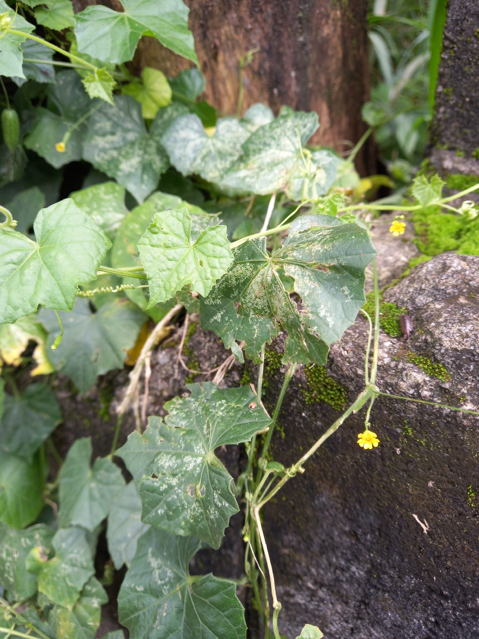 Photo of Mexican Sour Gherkin (5/5)