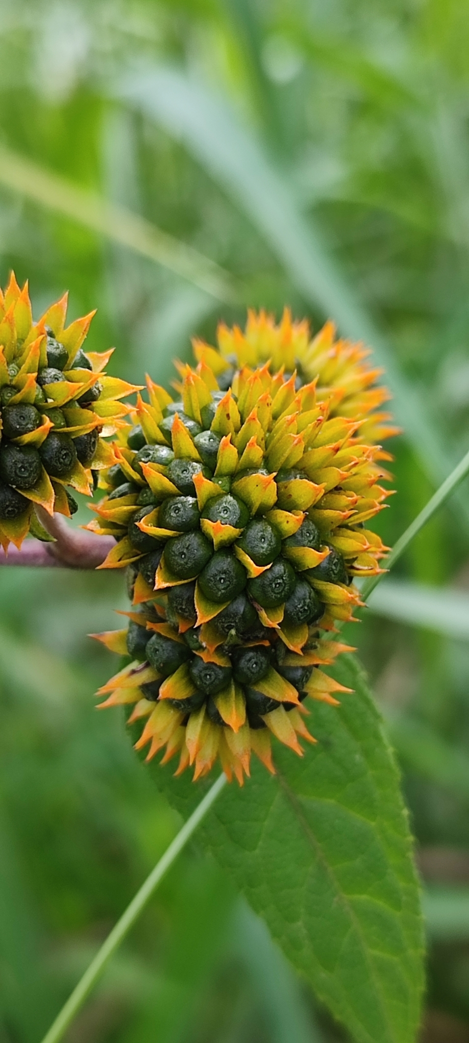 Photo of Tilesia baccata (7/10)