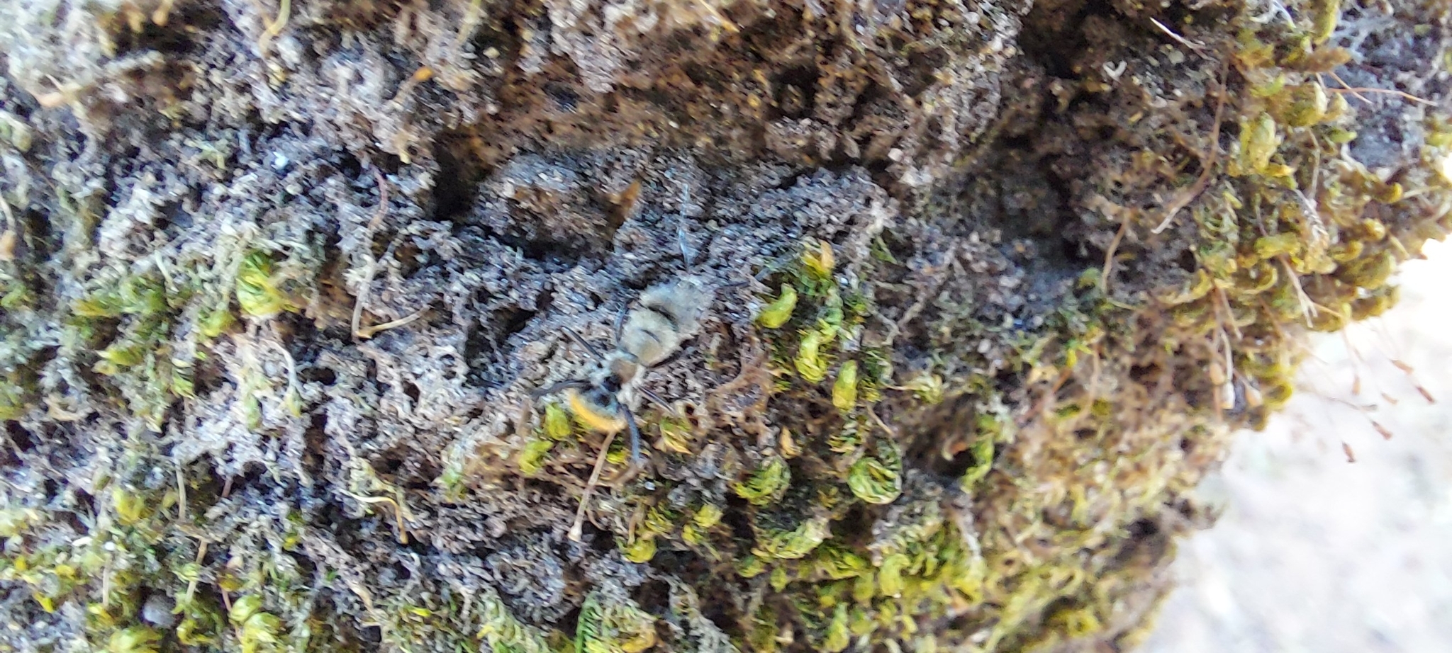 Photo of Bryopsida (5/7)
