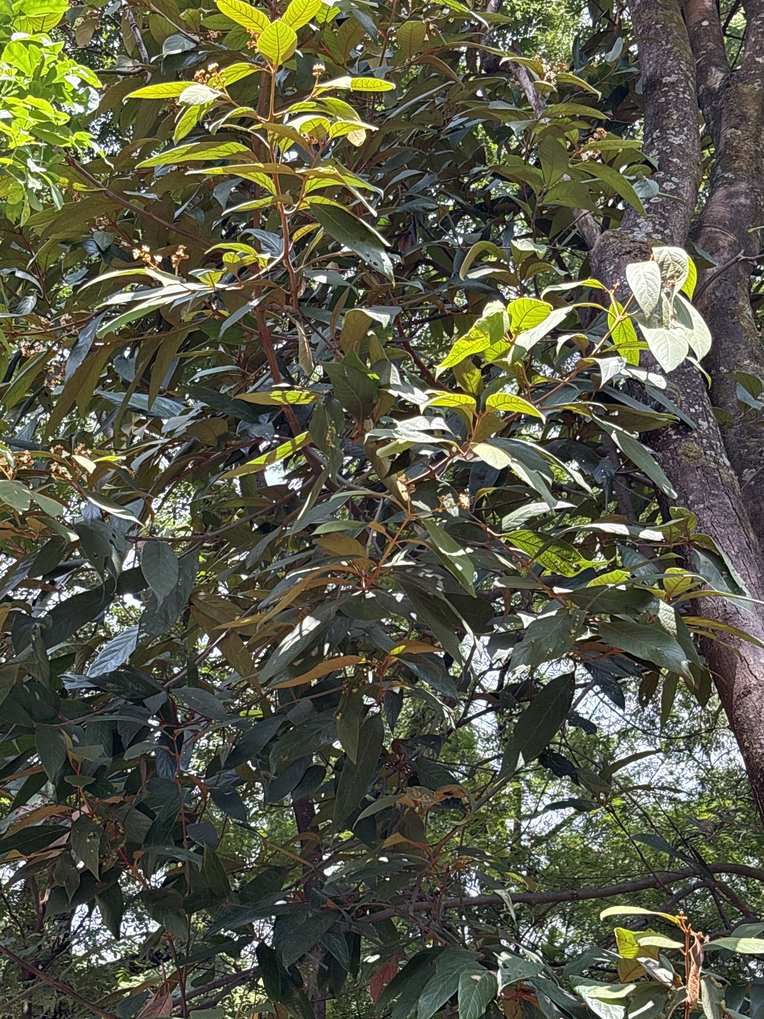 Photo of Nectandra oppositifolia (2/9)