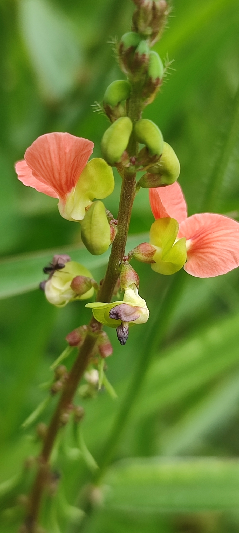 Photo of Macroptilium erythroloma (6/12)