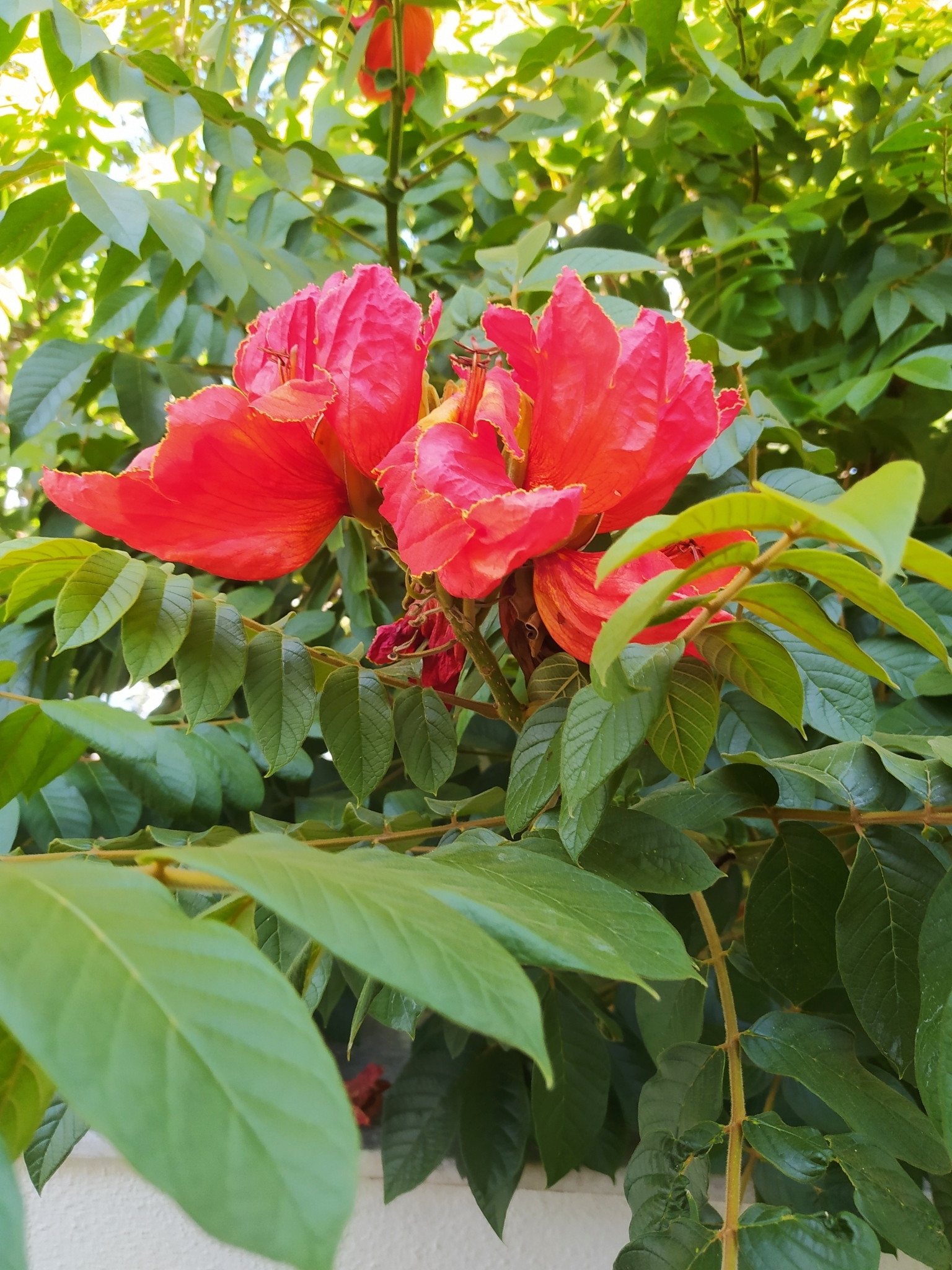 Photo of African tulip tree (5/12)