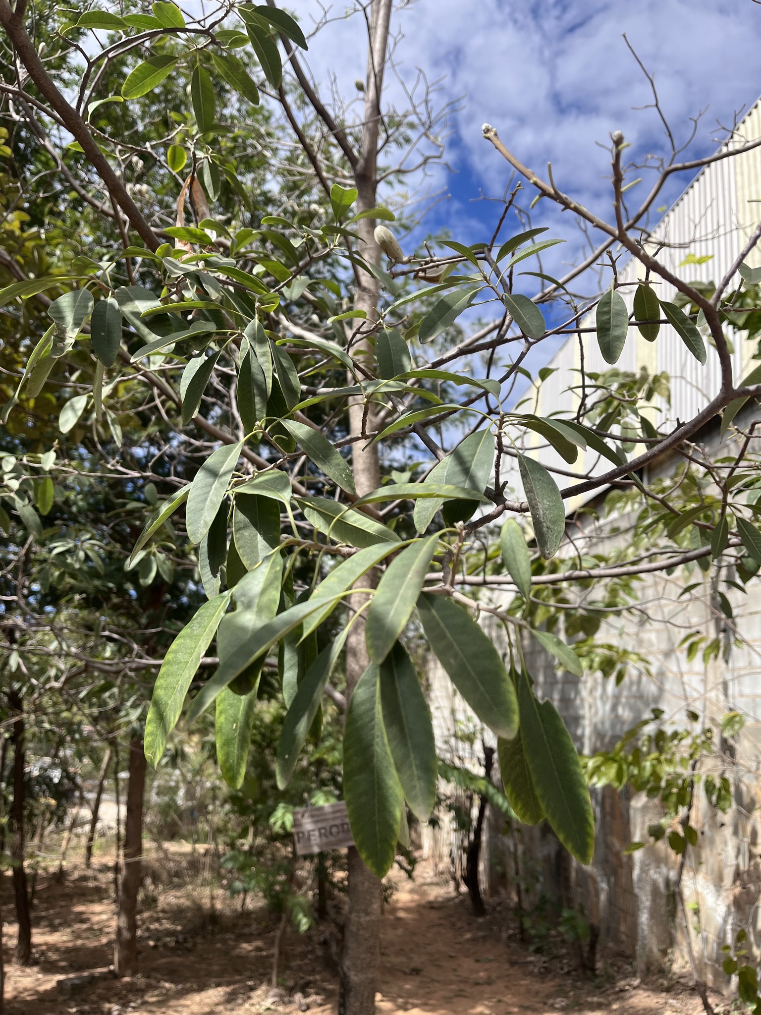 Photo of Aspidosperma (4/6)