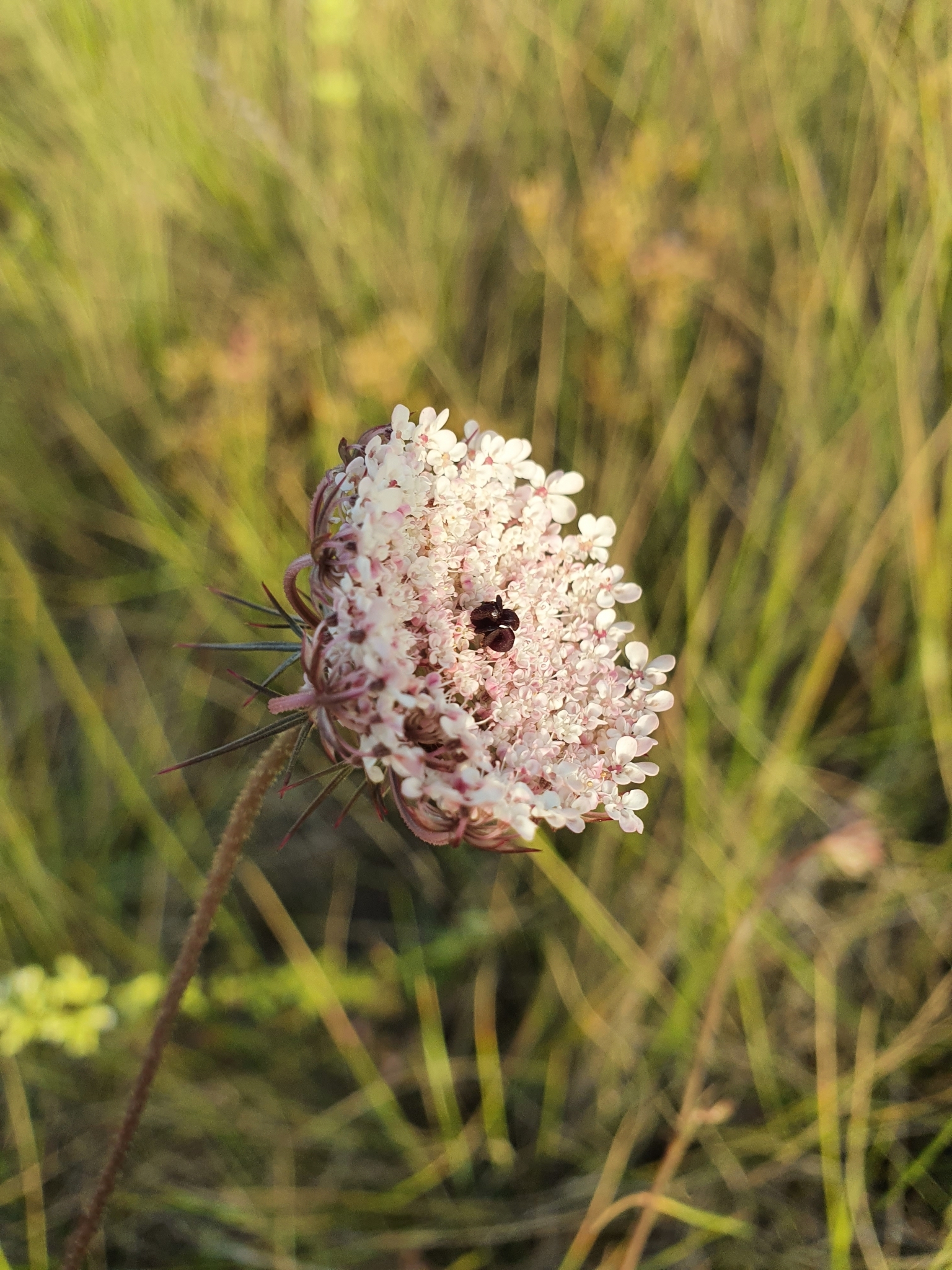 Photo of wild carrot (2/7)