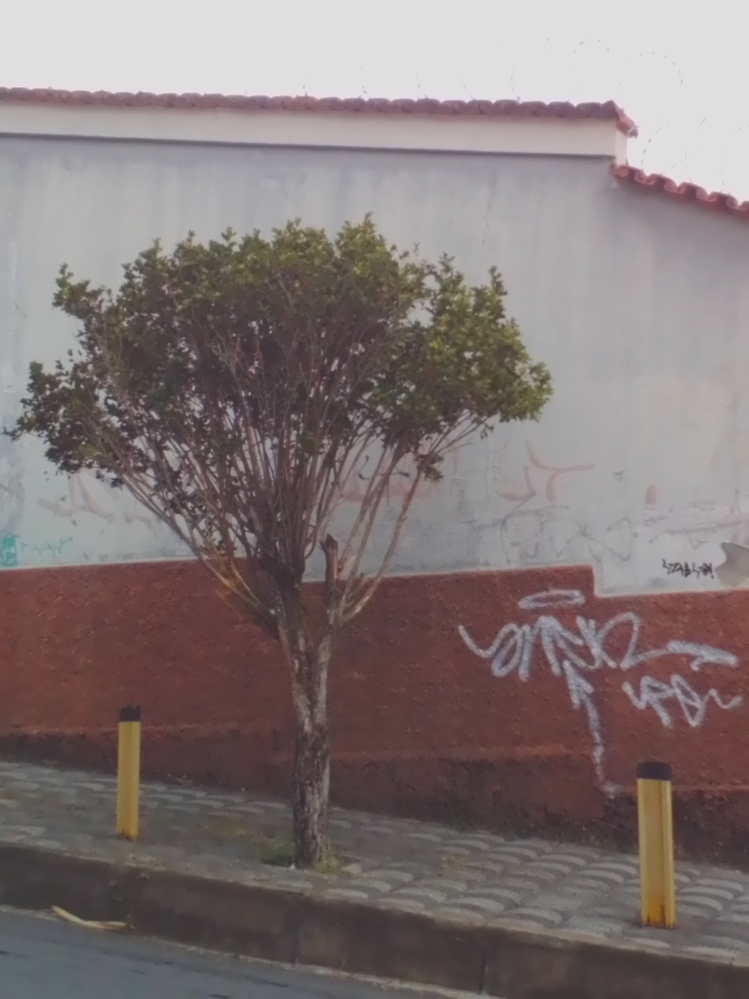 Photo of Jaboticaba (1/10)