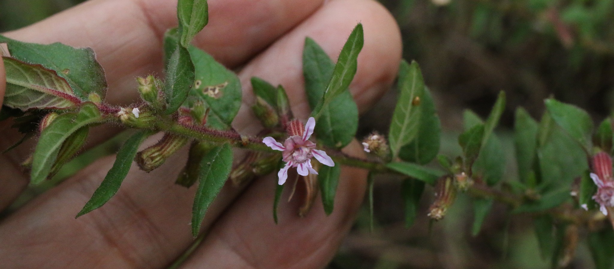Photo of Cuphea sessiliflora (7/7)