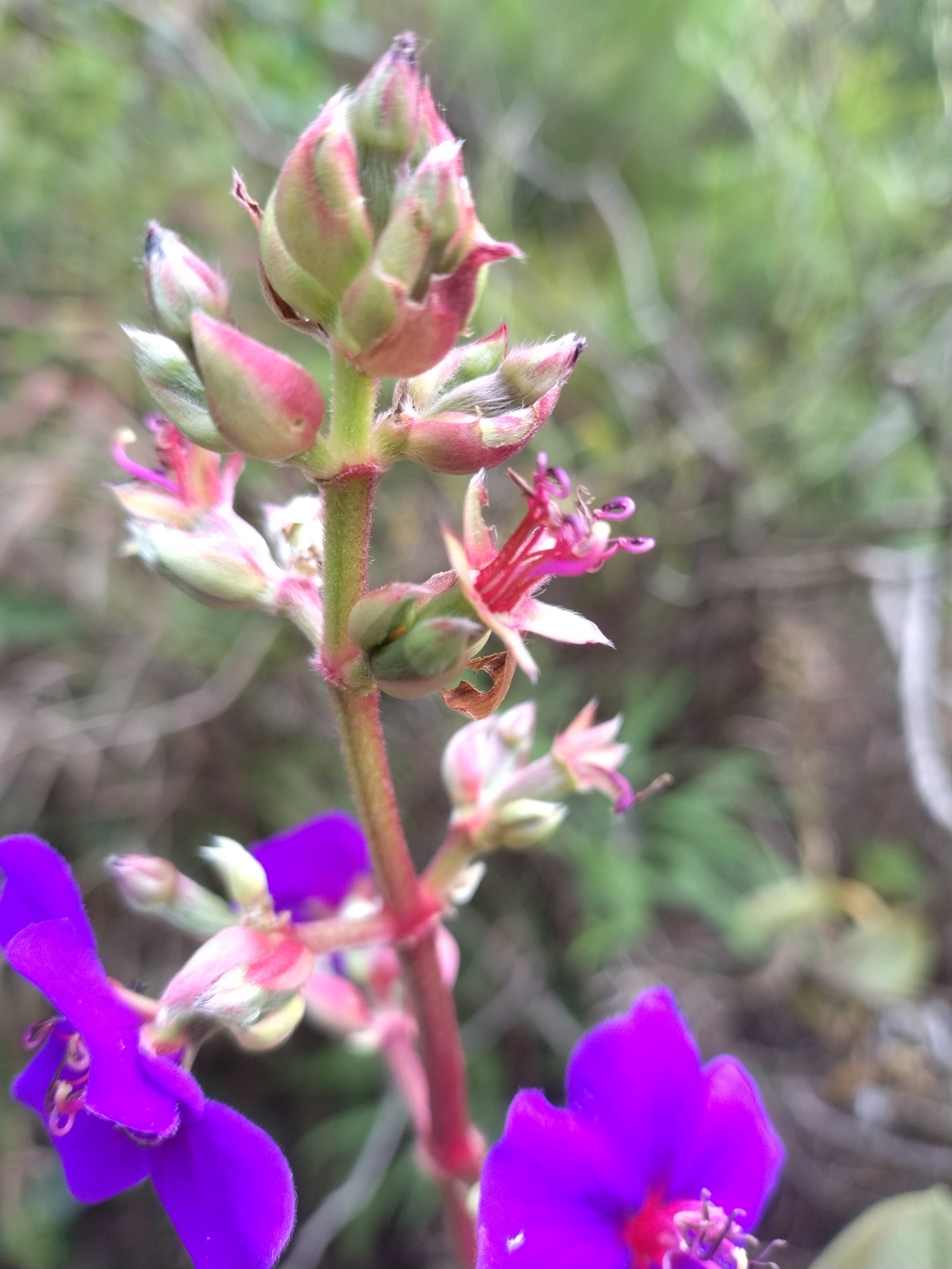 Photo of silverleafed princess flower (7/7)