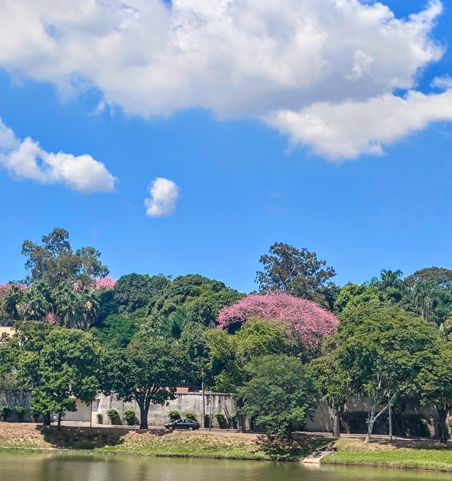 Photo of Silk floss tree (4/12)