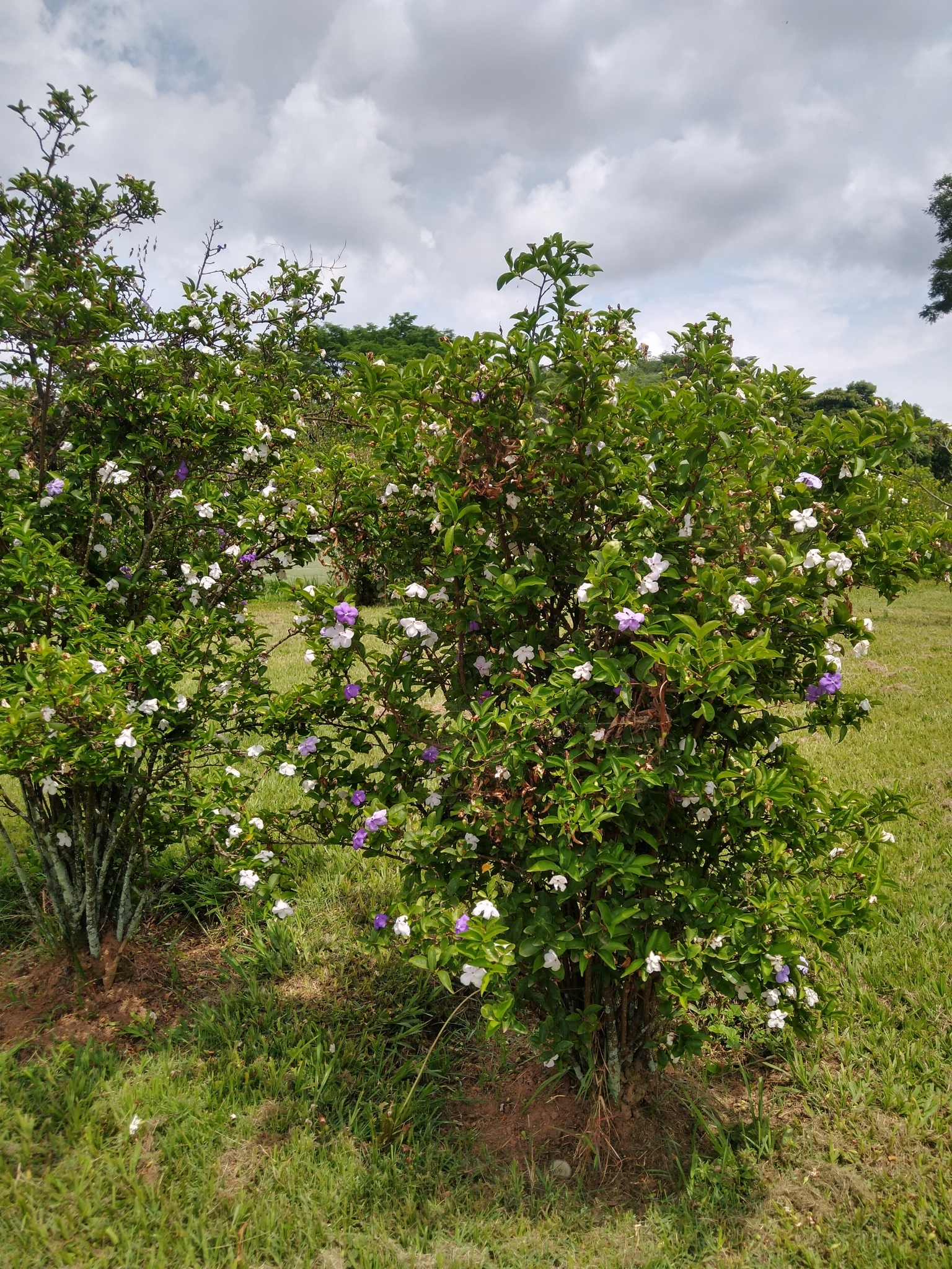 Photo of Brazil raintree (5/8)