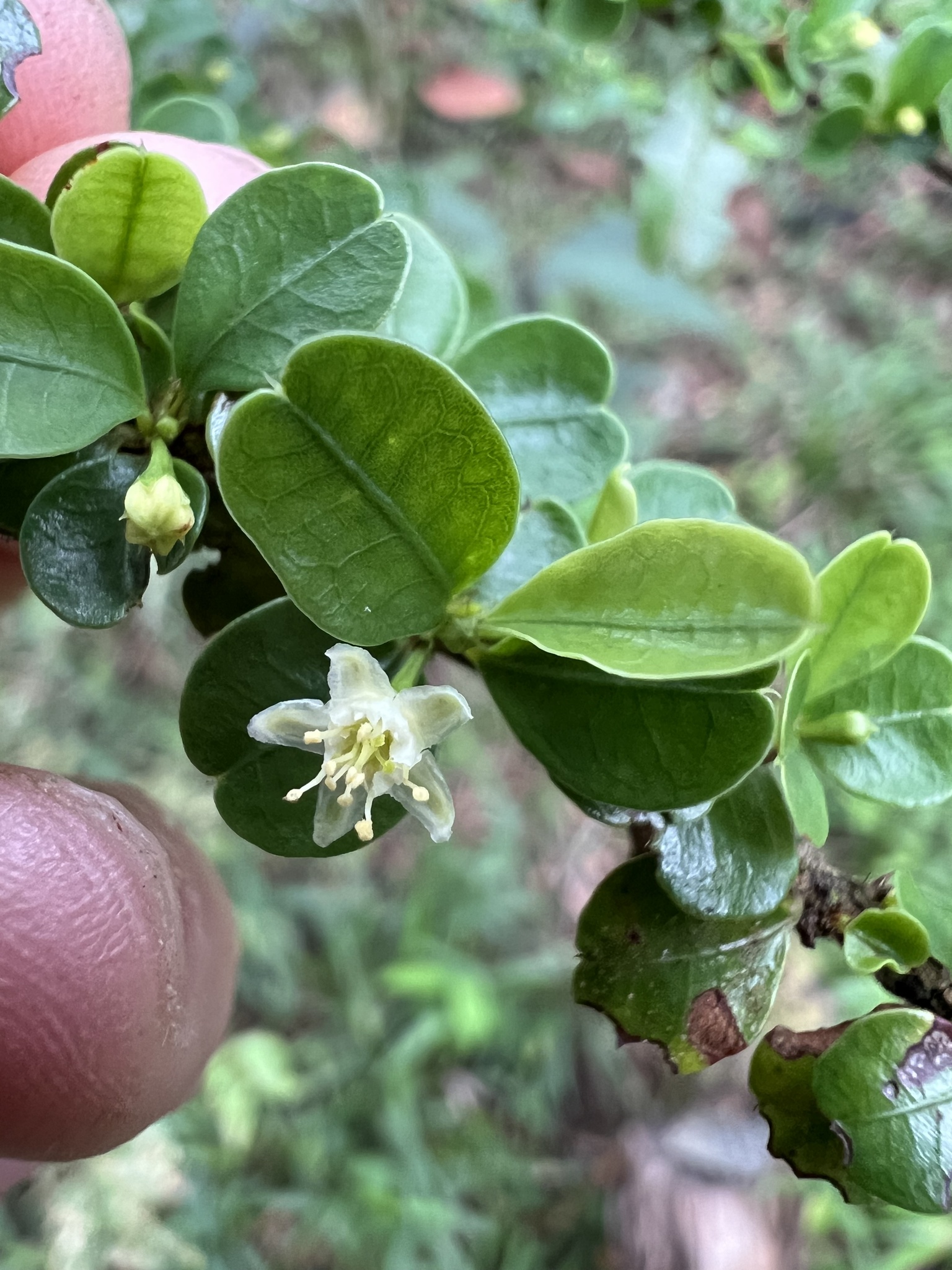 Photo of Erythroxylum (3/8)