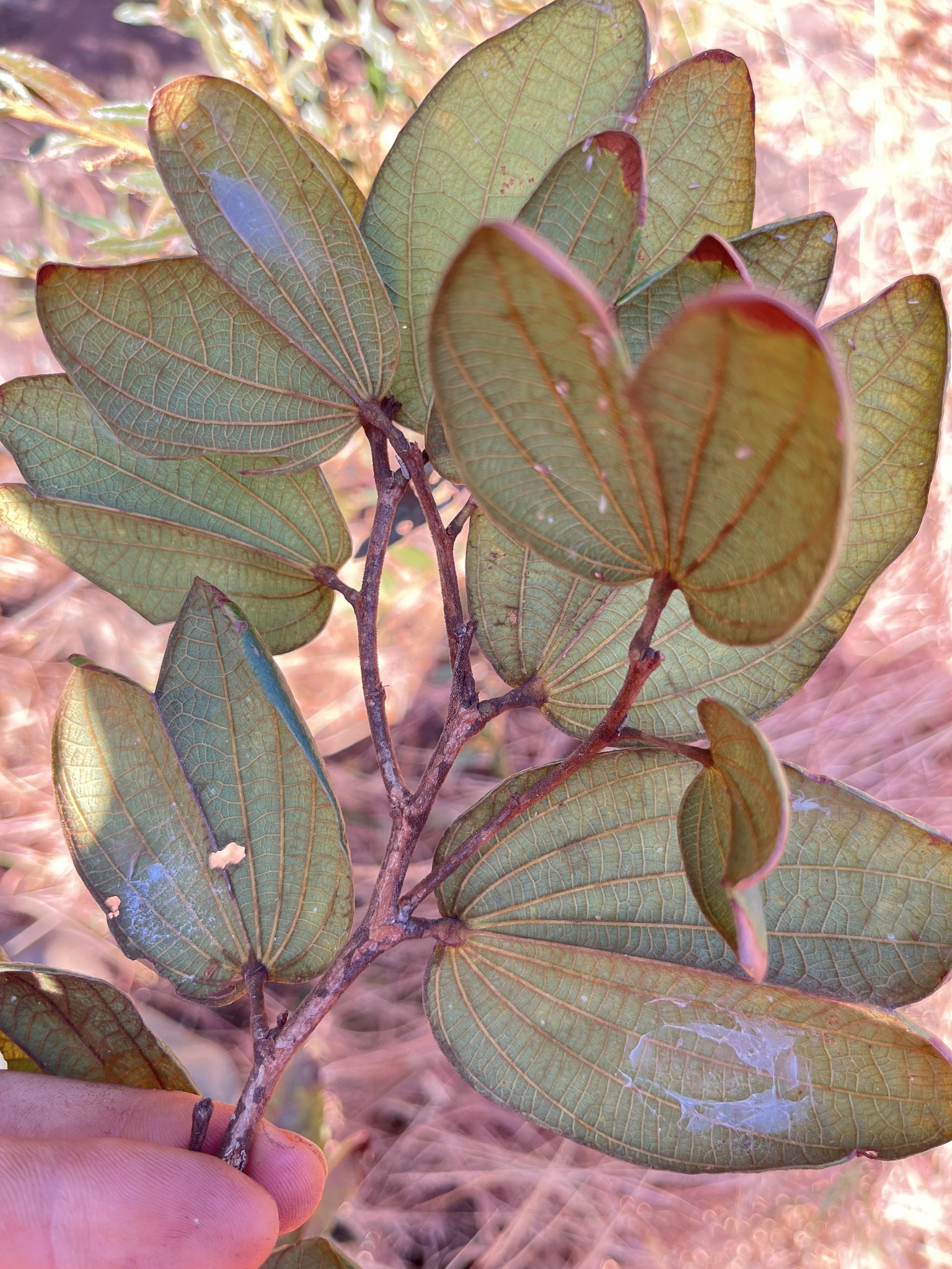 Photo of Bauhinia rufa (1/10)