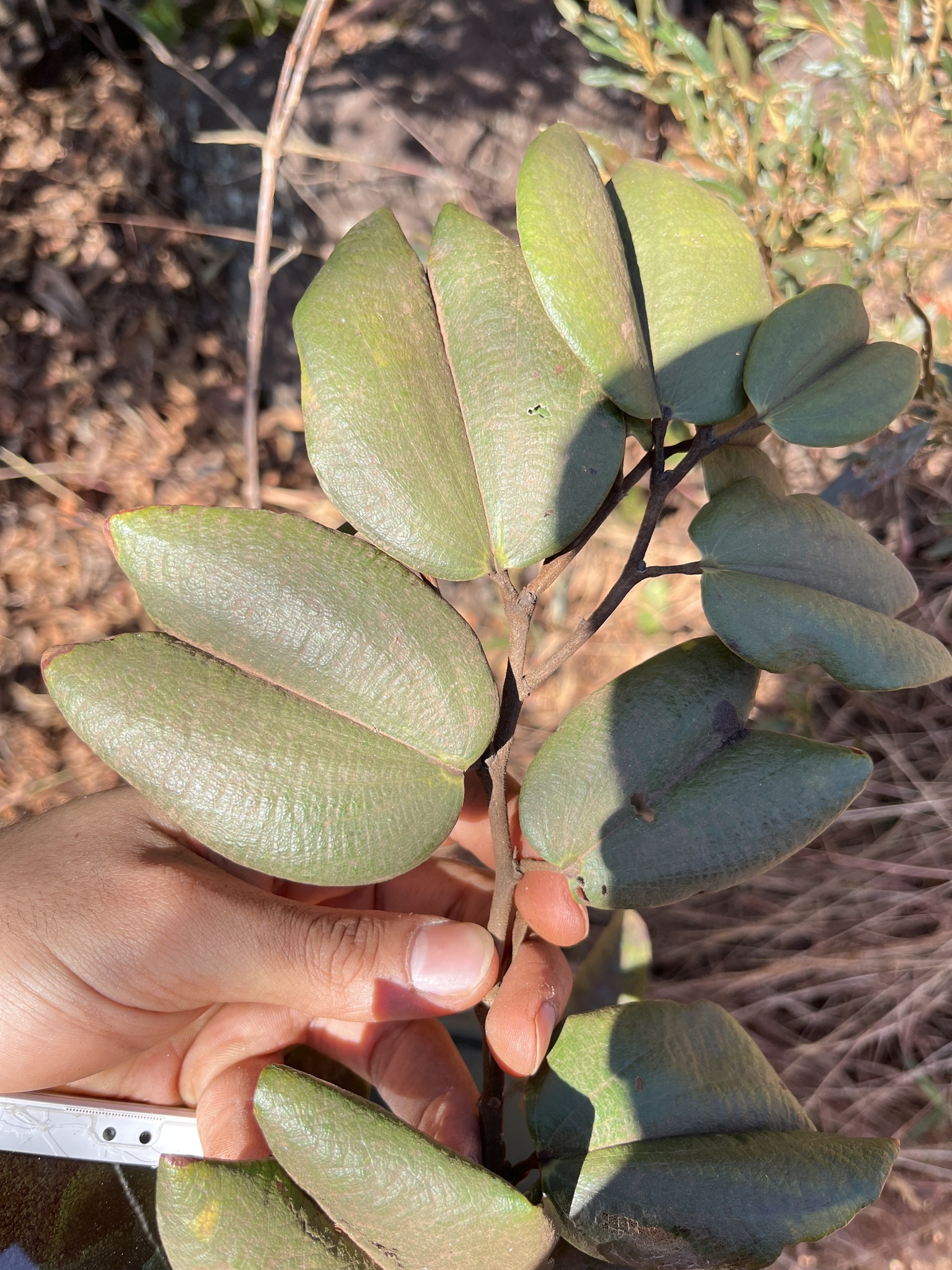 Photo of Bauhinia rufa (2/10)