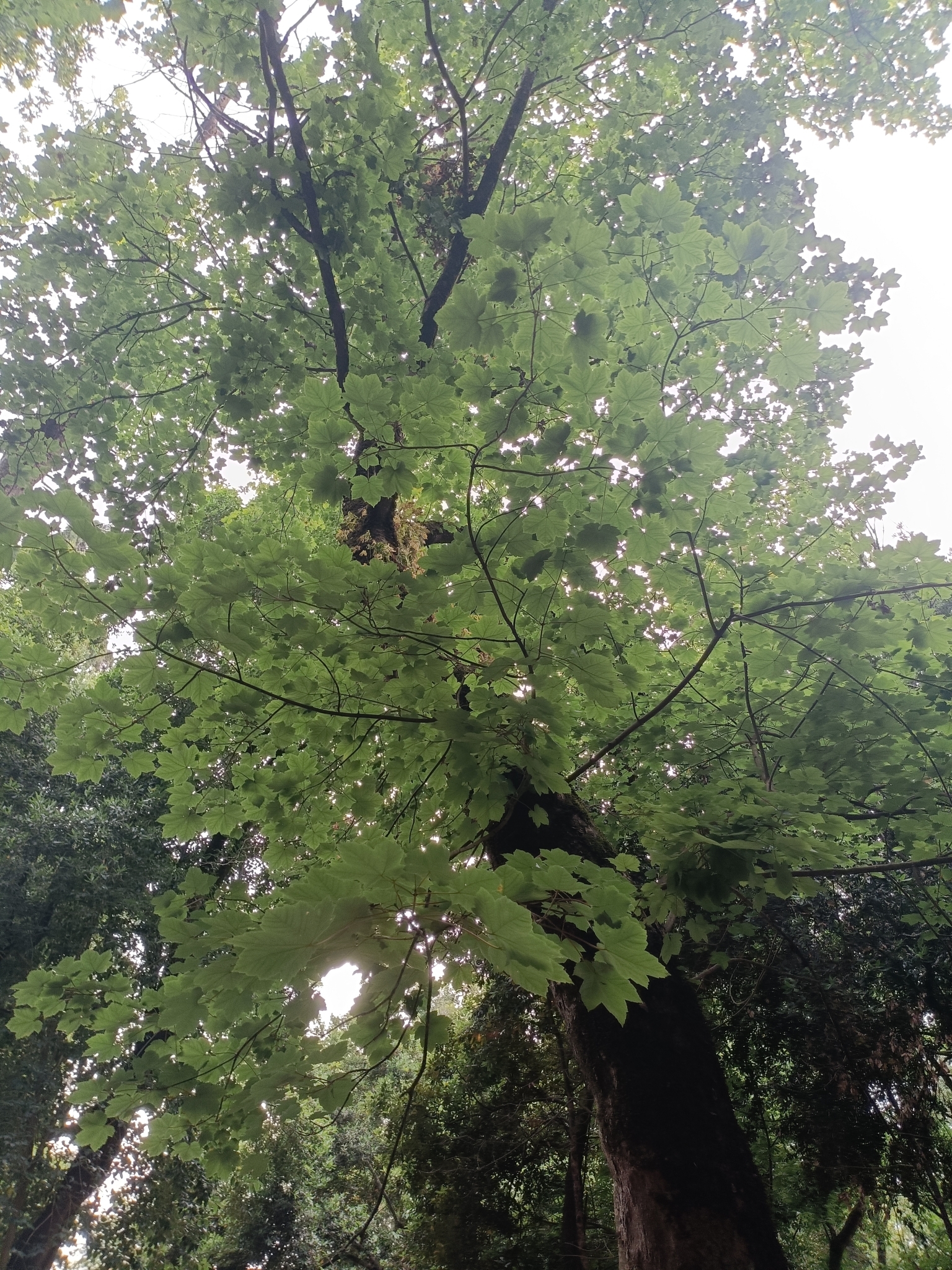 Photo of sycamore maple (3/12)